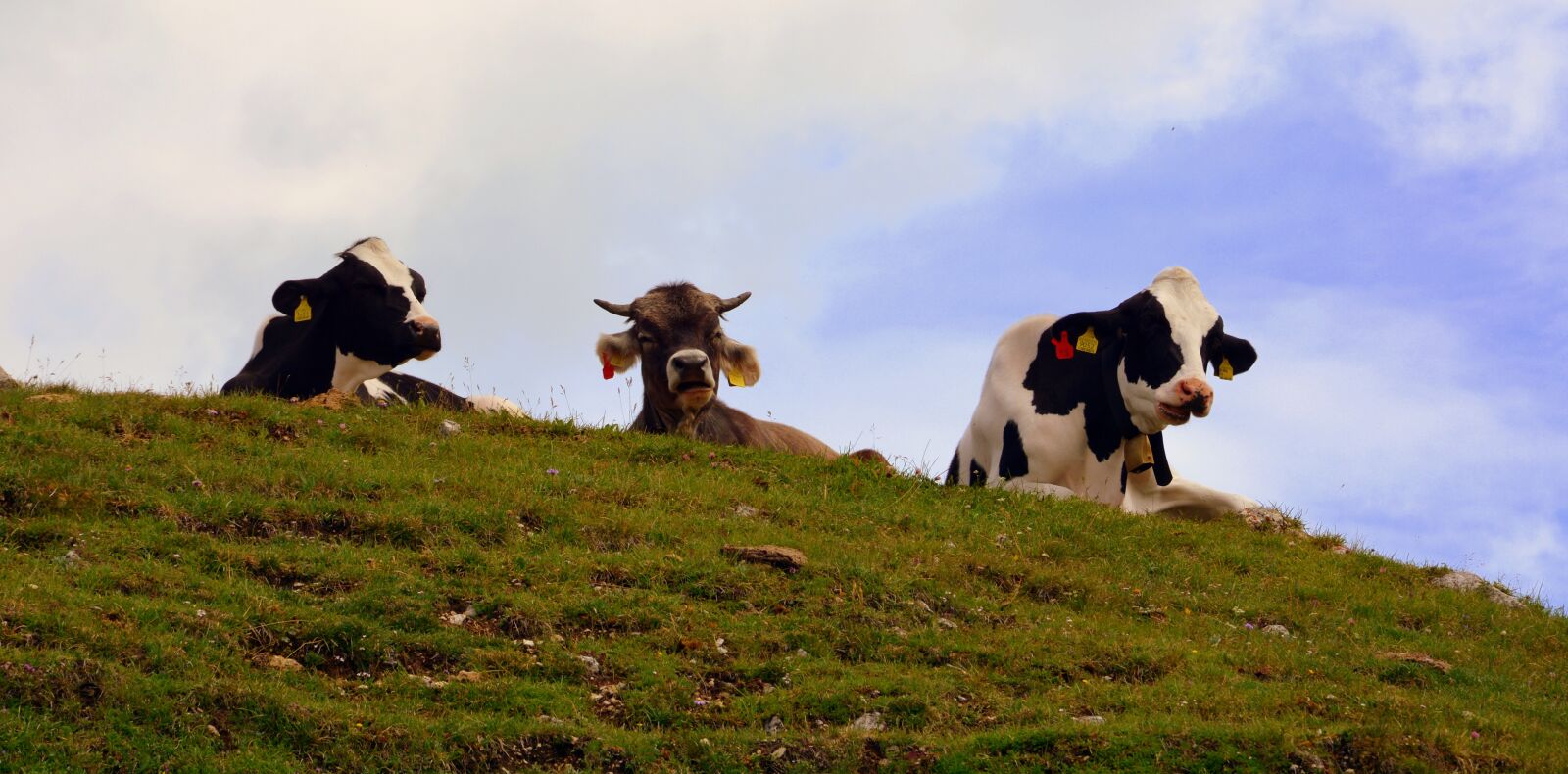 Nikon D7100 sample photo. Cow, pasture, rest photography