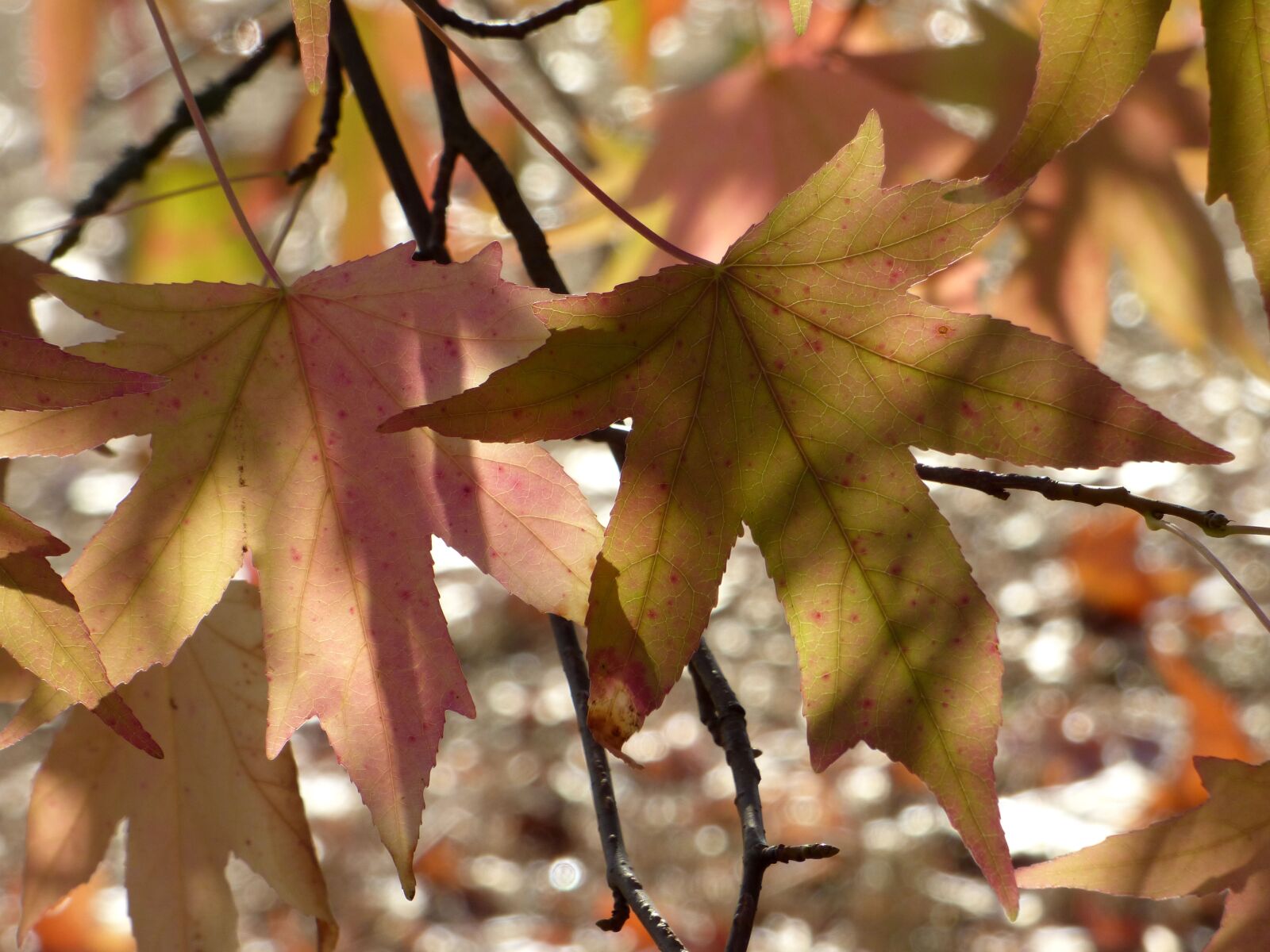 Panasonic DMC-FZ72 sample photo. Leaves, sweetgum, tree photography