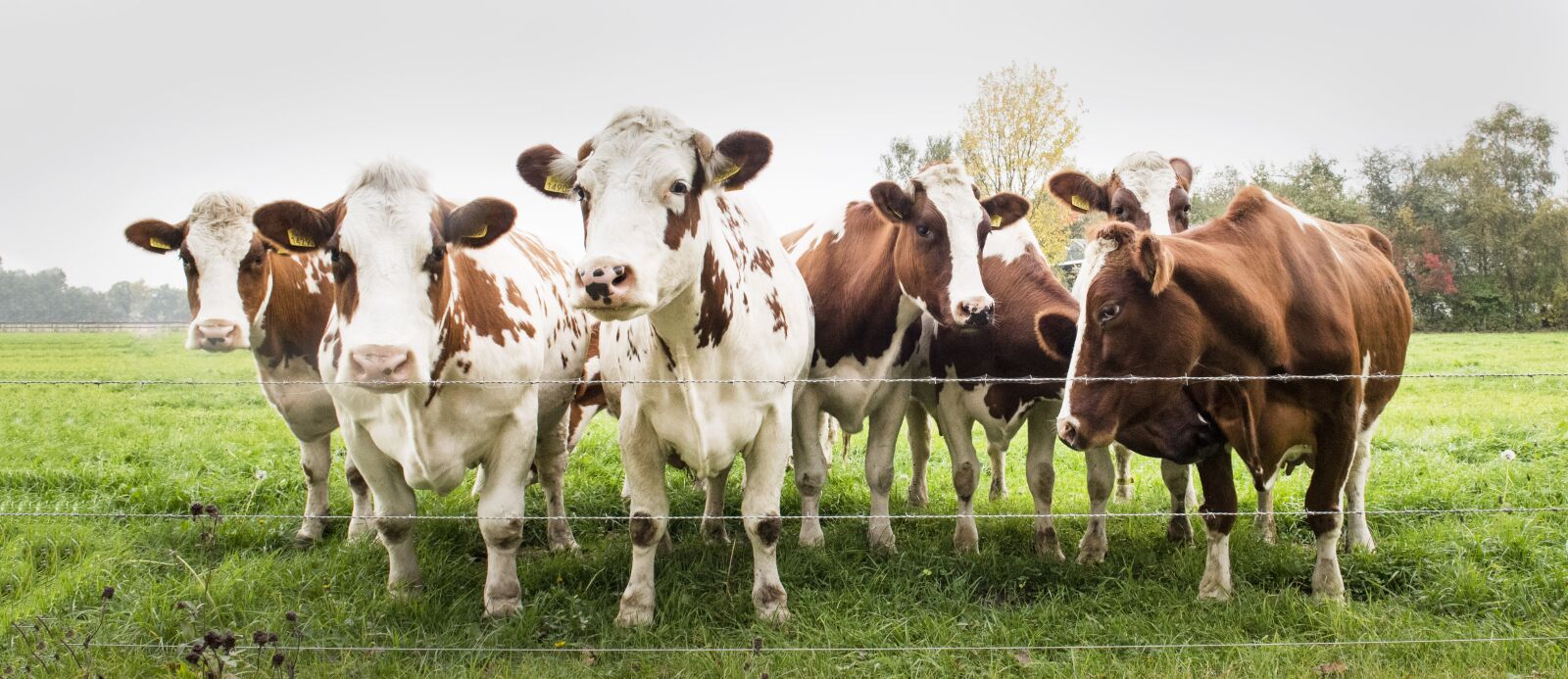 Nikon D750 sample photo. Cows, meadow, cattle photography