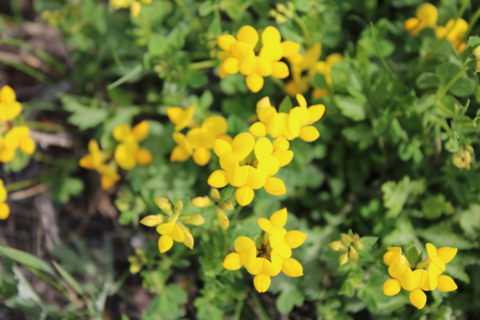 Canon EOS 2000D (EOS Rebel T7 / EOS Kiss X90 / EOS 1500D) sample photo. Flower, yellow, color photography