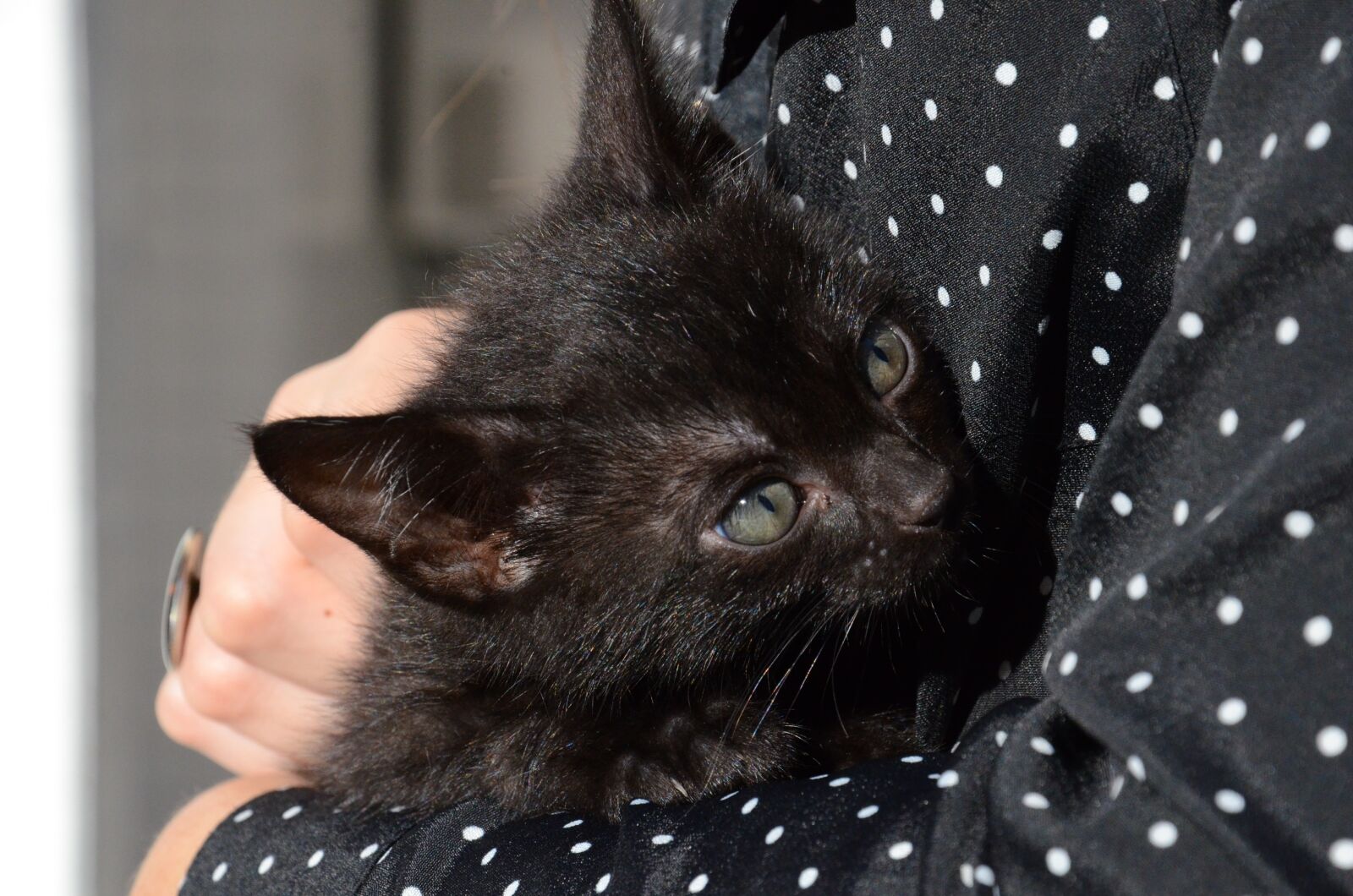 Nikon D7000 sample photo. Cat, kitten, black cat photography