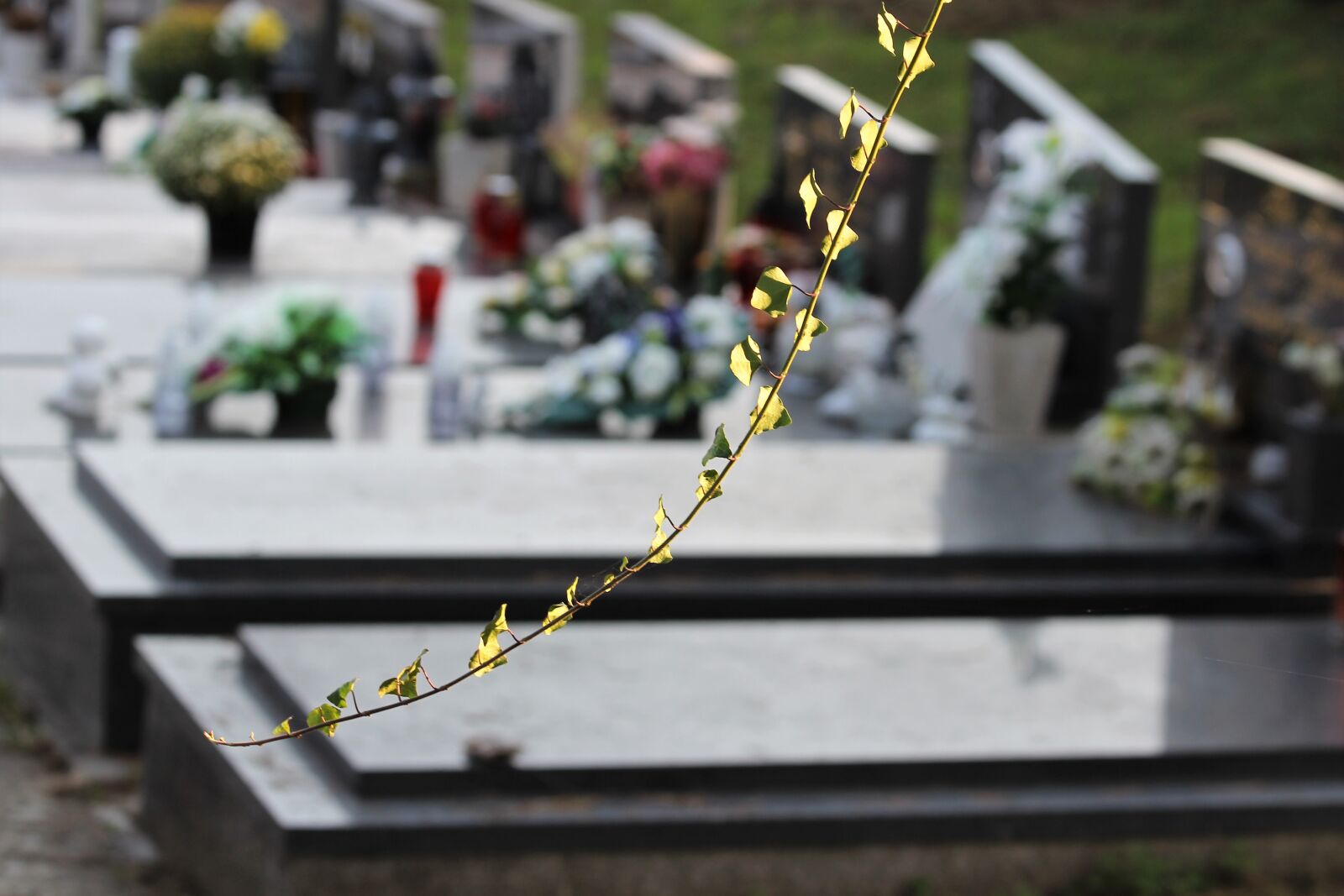 Canon EOS 600D (Rebel EOS T3i / EOS Kiss X5) sample photo. Ivy branch, graves, city photography