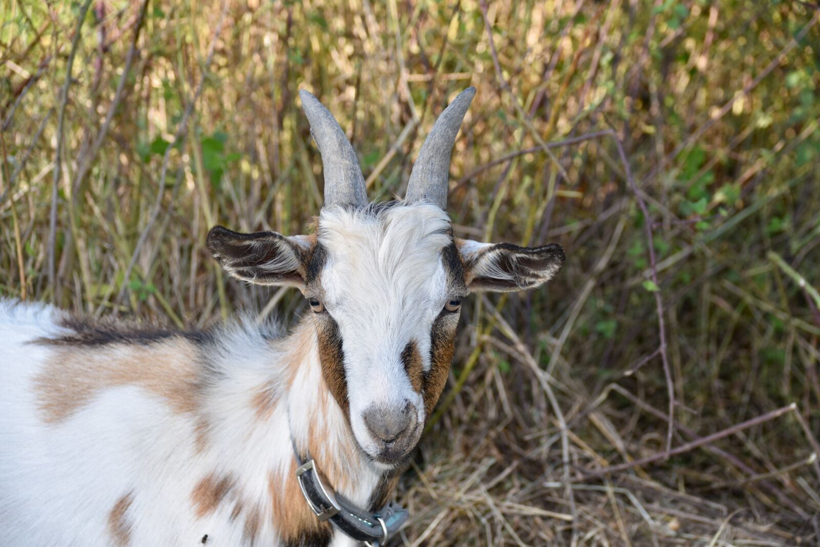 Nikon D5600 sample photo. Goat, goat with horns photography