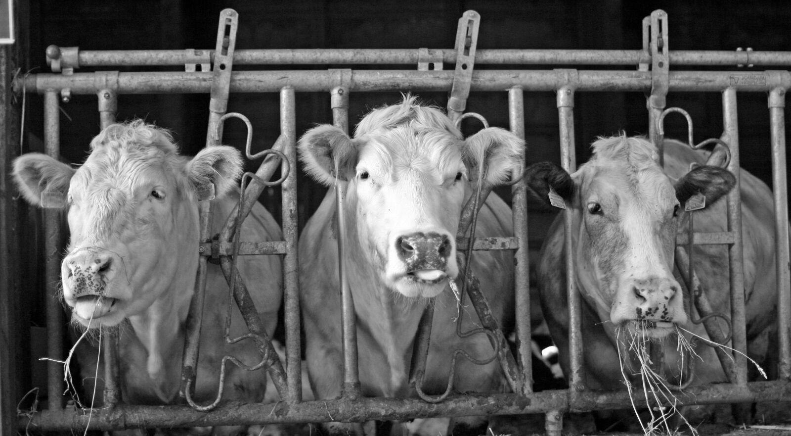 Canon EOS 350D (EOS Digital Rebel XT / EOS Kiss Digital N) sample photo. Cows, three, three cows photography