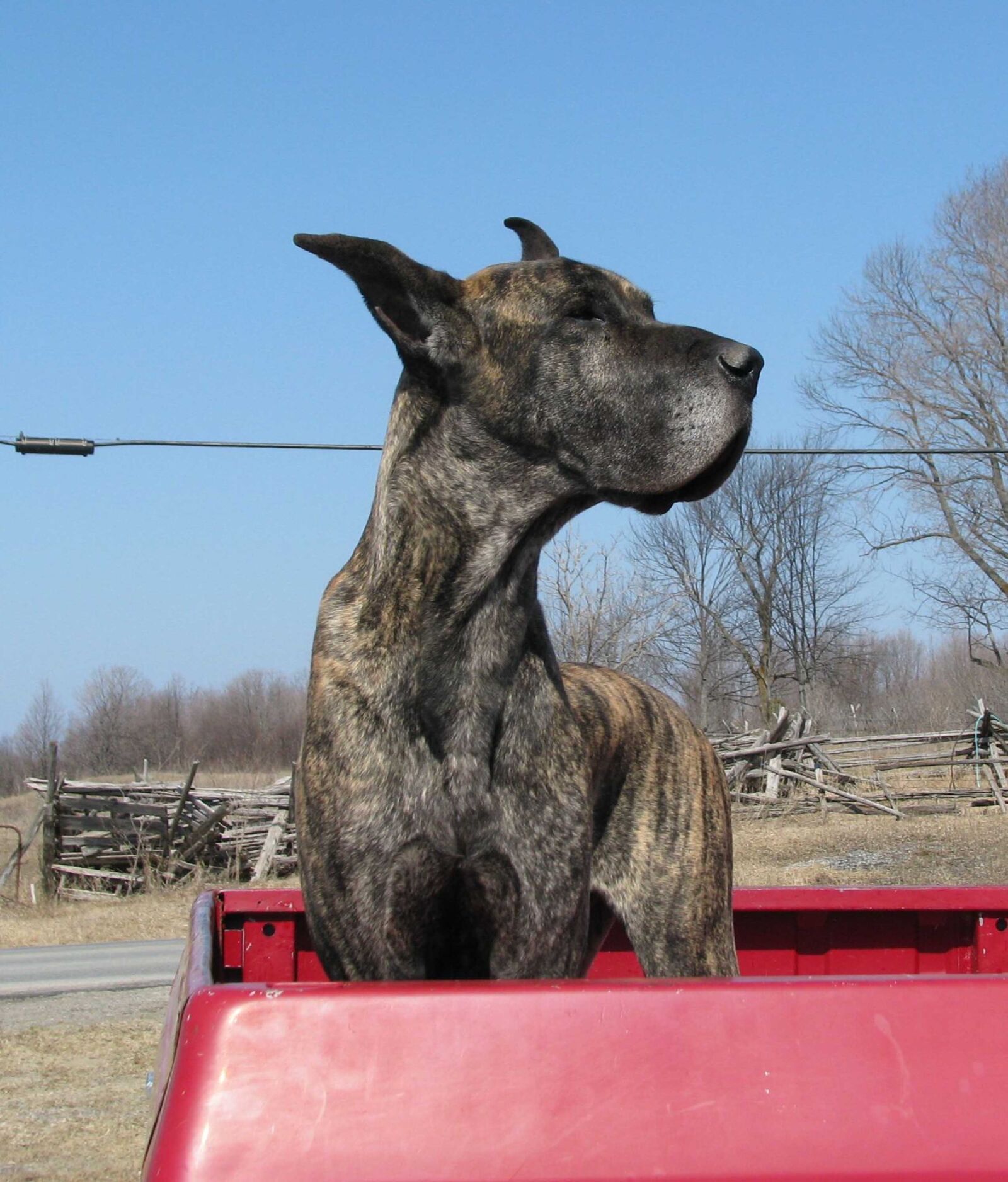 Canon POWERSHOT S5 IS sample photo. Domestic dog, canis familiaris photography