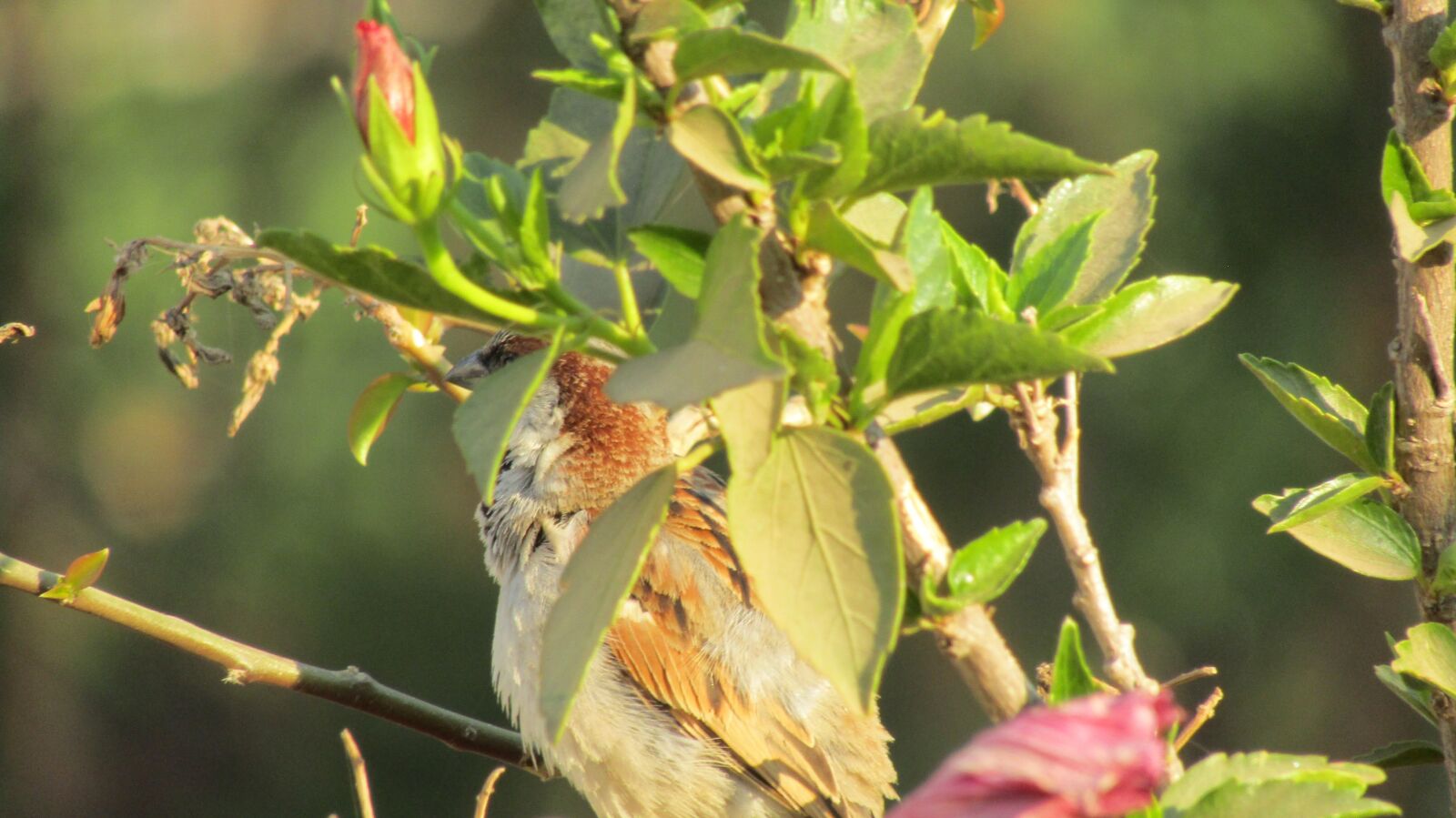 Canon POWERSHOT SX430 IS sample photo. Nesting bird, zimbabwe bird photography