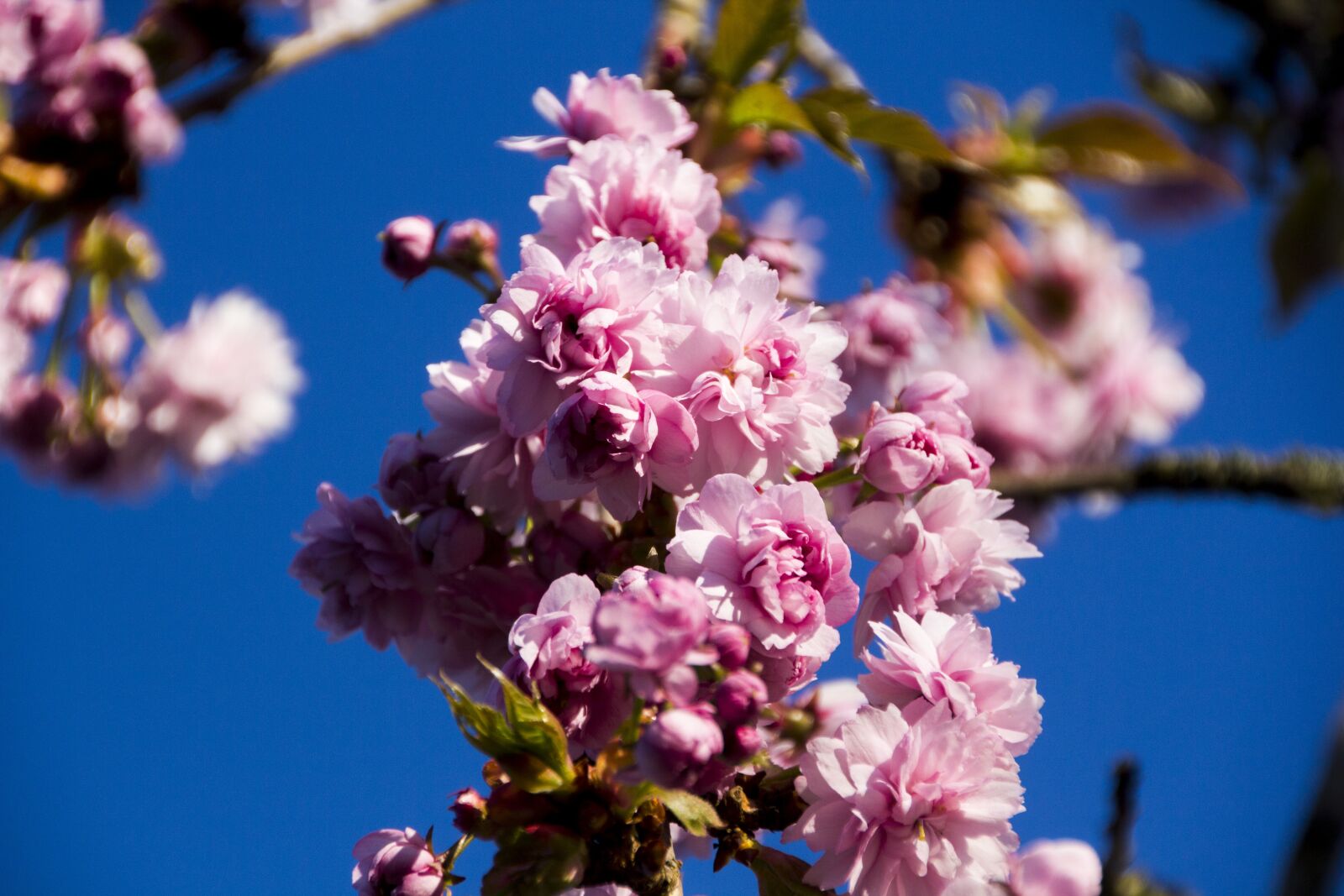 Canon EOS 60D sample photo. Cherry tree, flowers, cherry photography