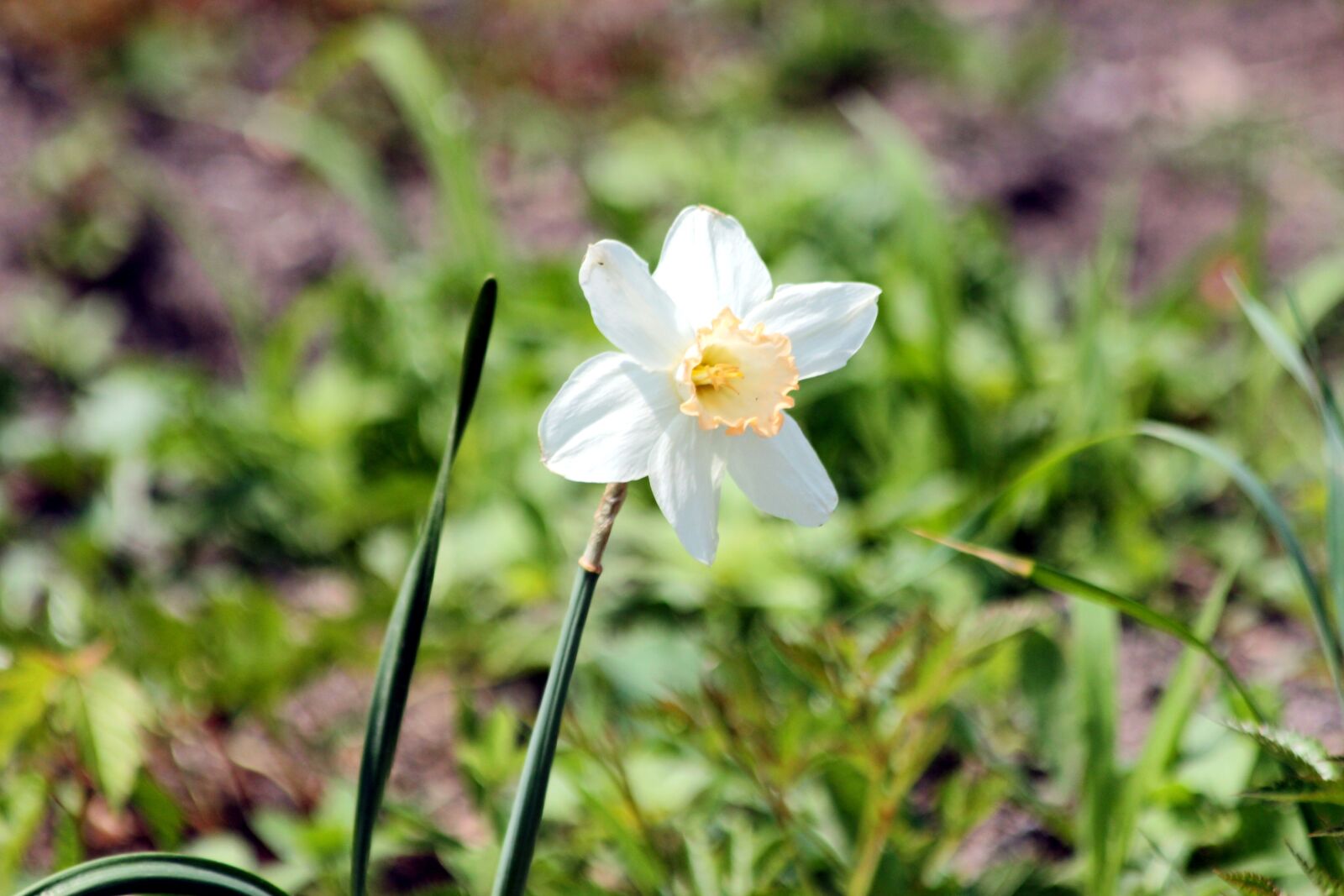 Canon EOS 650D (EOS Rebel T4i / EOS Kiss X6i) sample photo. Narcissus, flowers, plant photography