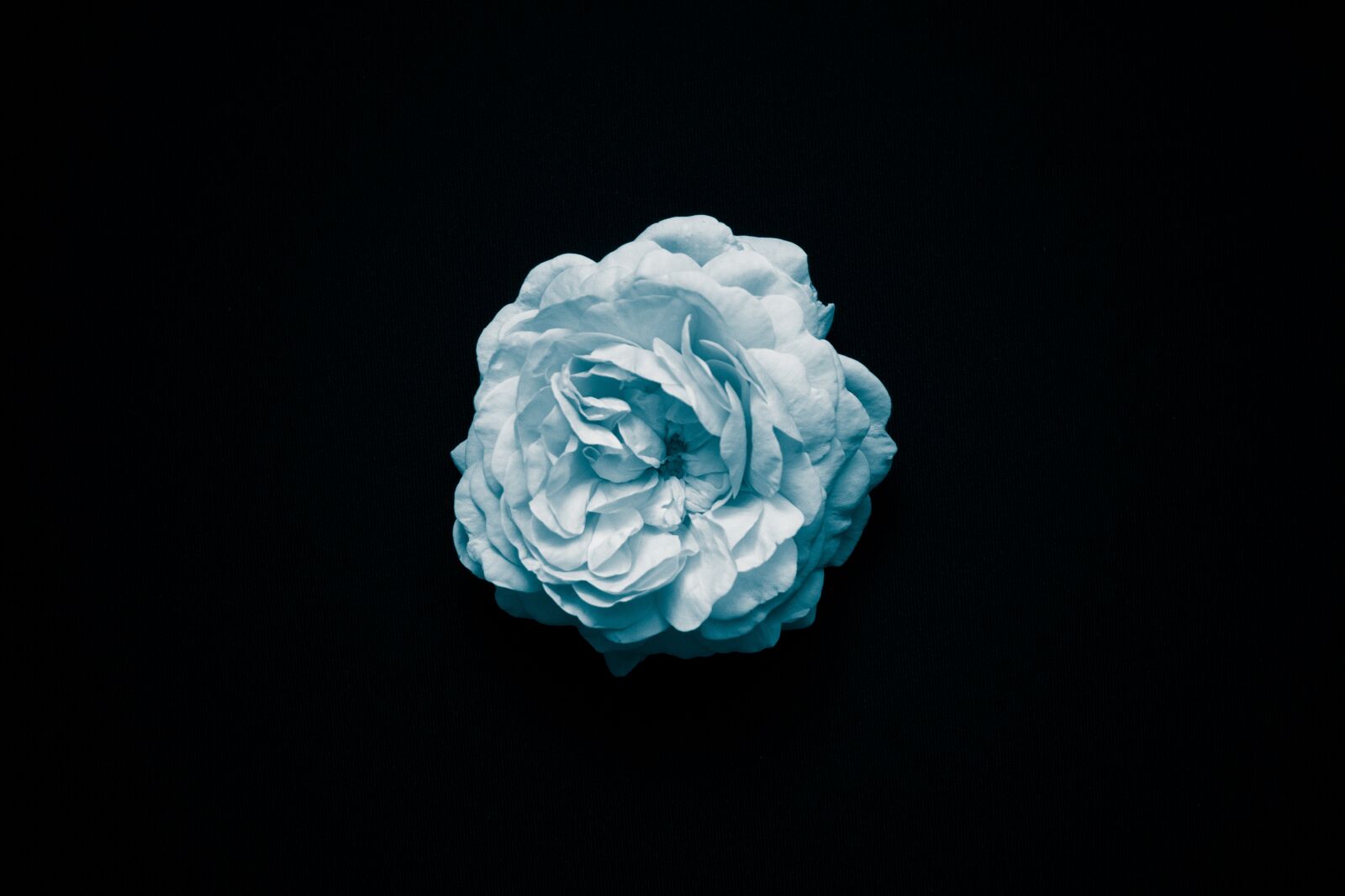 Fujifilm X-A2 sample photo. Bloom, blossom, flora photography