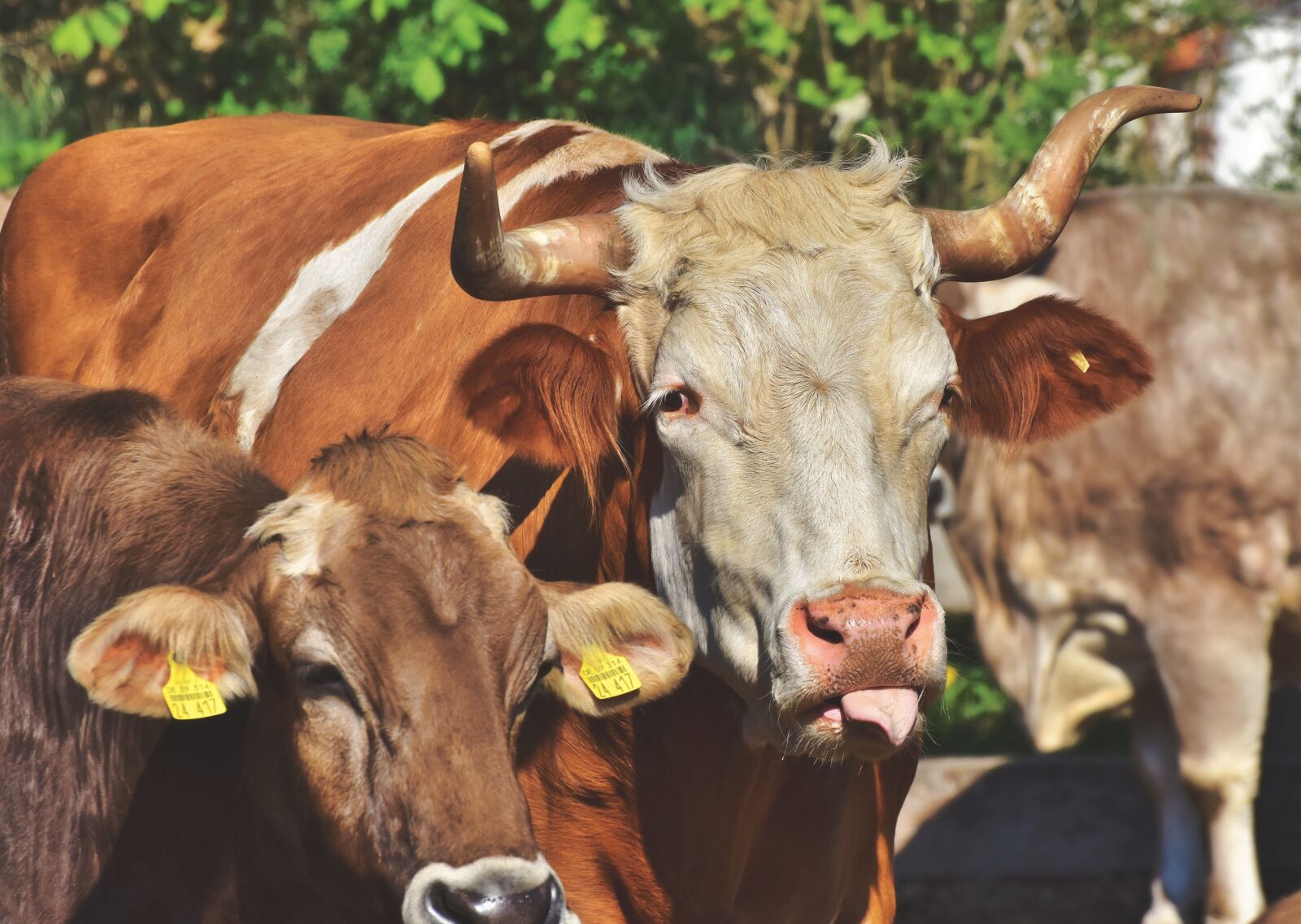 Nikon D7200 sample photo. Bull, ox, cow photography