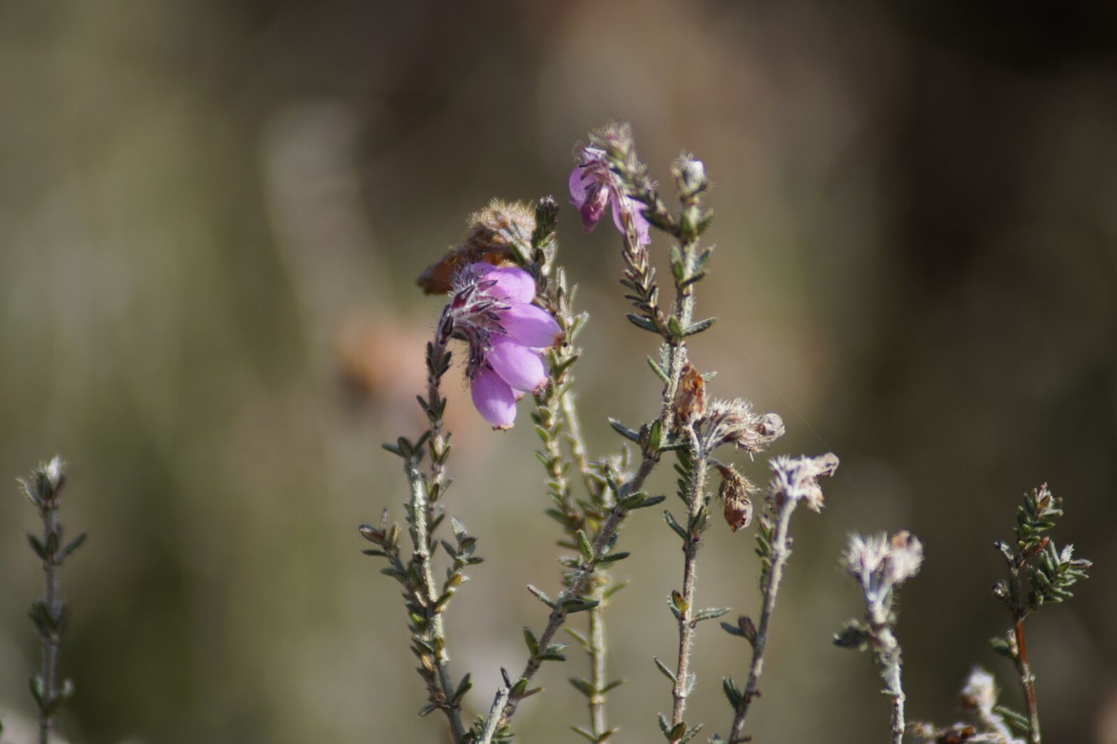 Sony SLT-A58 sample photo. Flower, nature, plant photography