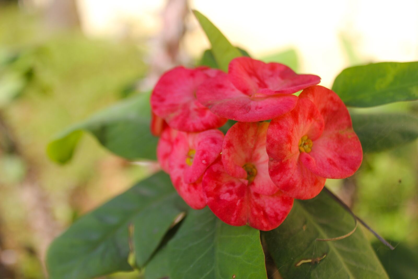 Canon EOS 550D (EOS Rebel T2i / EOS Kiss X4) sample photo. Flower, photography, ga photography