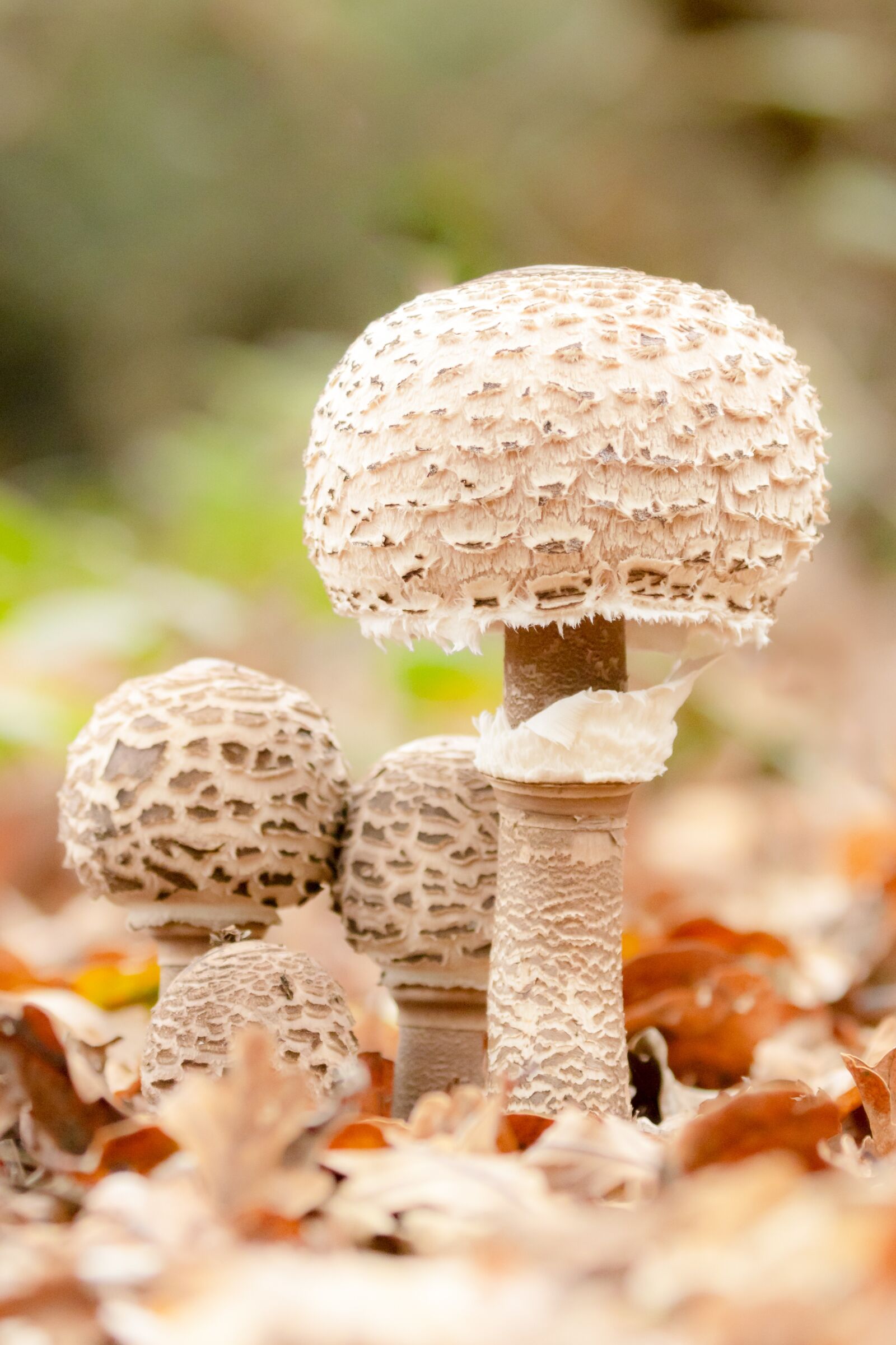 Canon EOS 7D Mark II sample photo. Mushrooms, wild mushrooms, spore photography