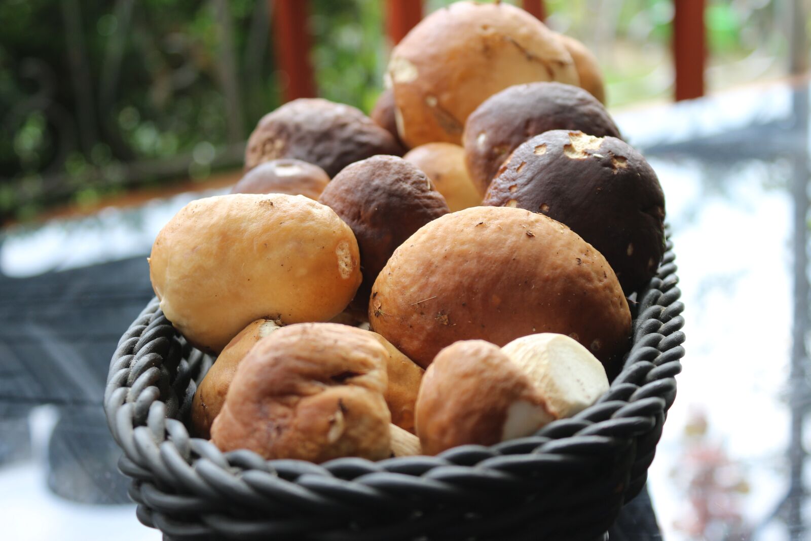 Canon EOS 650D (EOS Rebel T4i / EOS Kiss X6i) sample photo. Porcini mushrooms, mushroom, mushrooms photography
