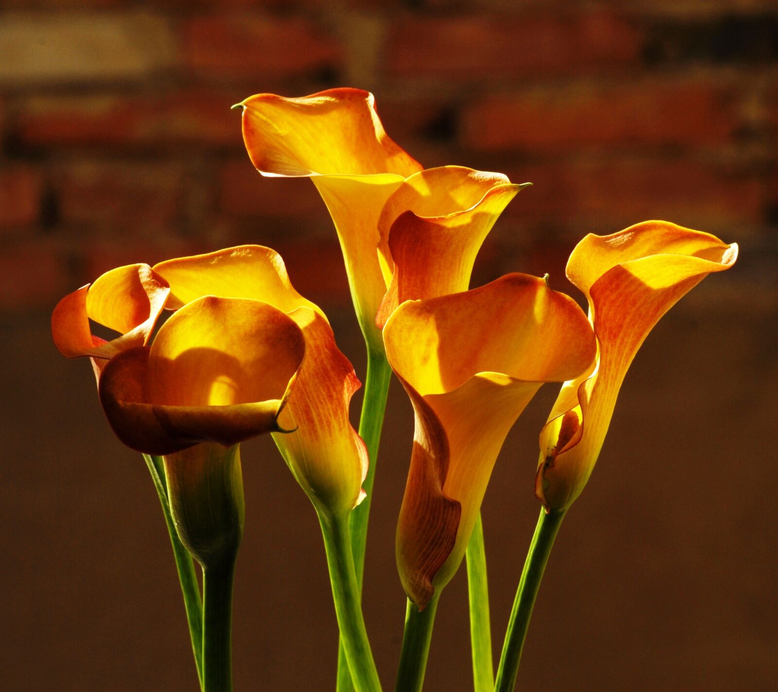 Nikon D200 sample photo. Flowers, sludges photography