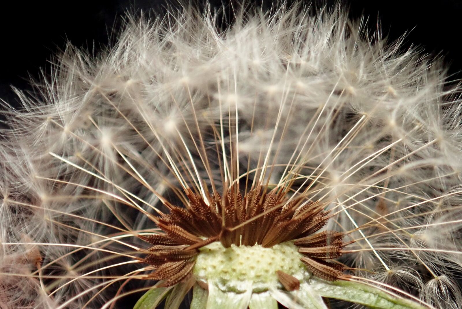 Olympus TG-5 sample photo. Dandelion, flower, seeds photography