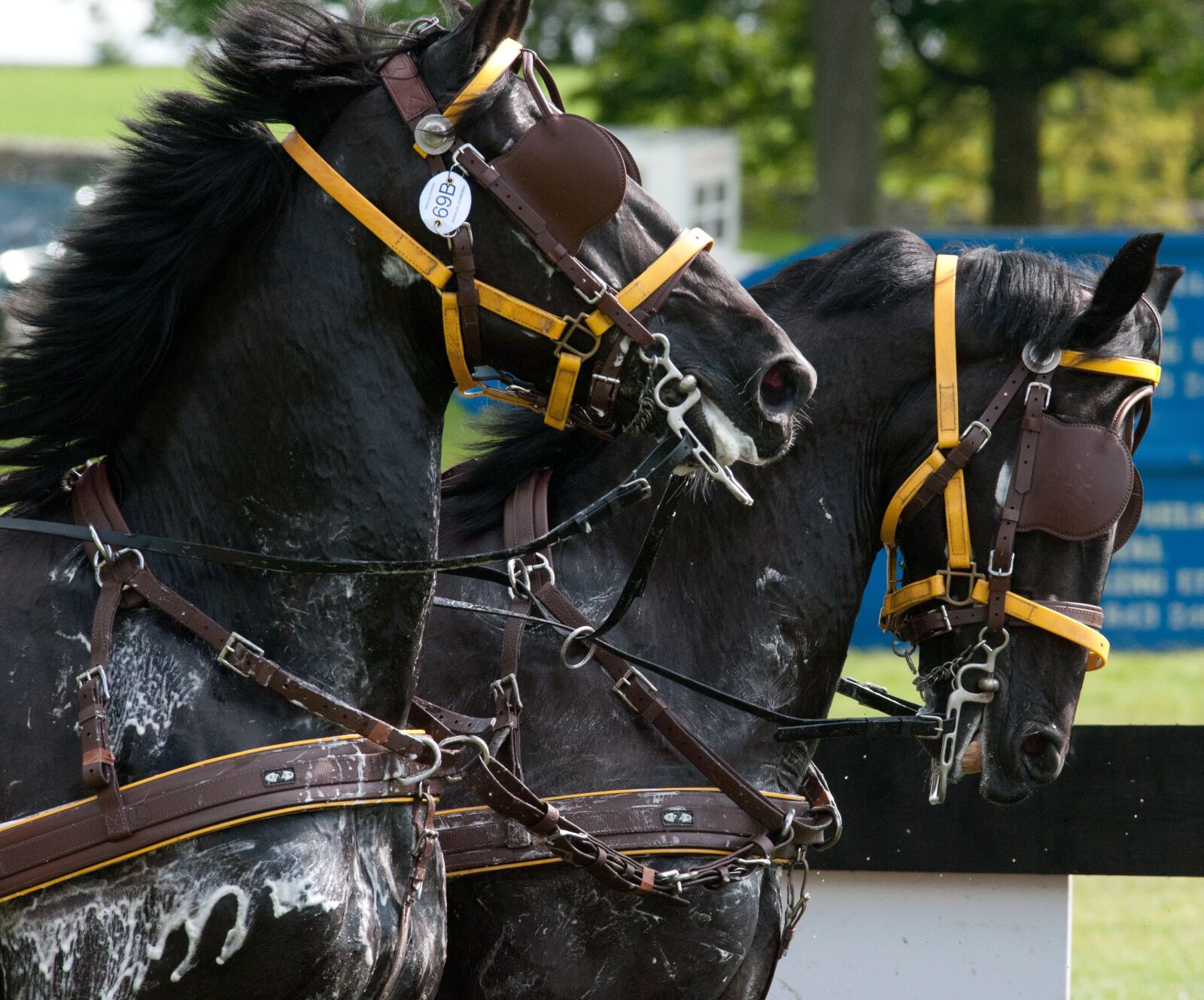 Nikon D300 sample photo. Horse, race, carriage photography