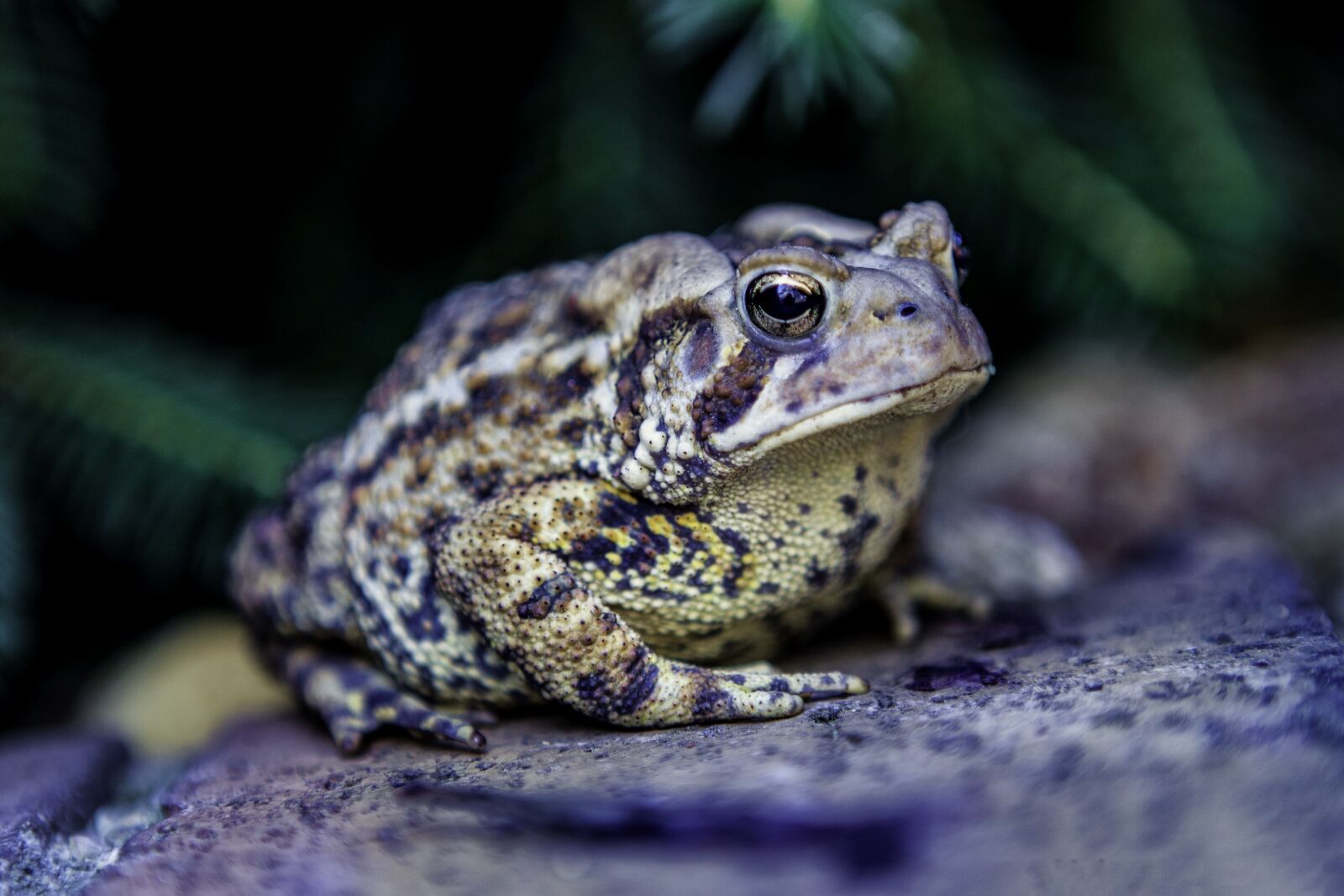 Canon EOS 5D Mark II sample photo. Frog, nature, green photography