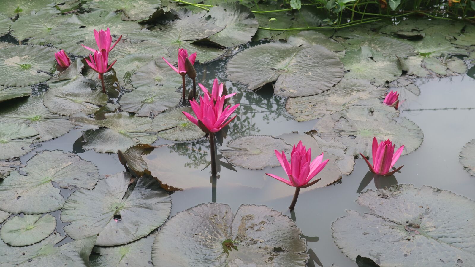Canon EOS M3 sample photo. Water lily, dark pink photography