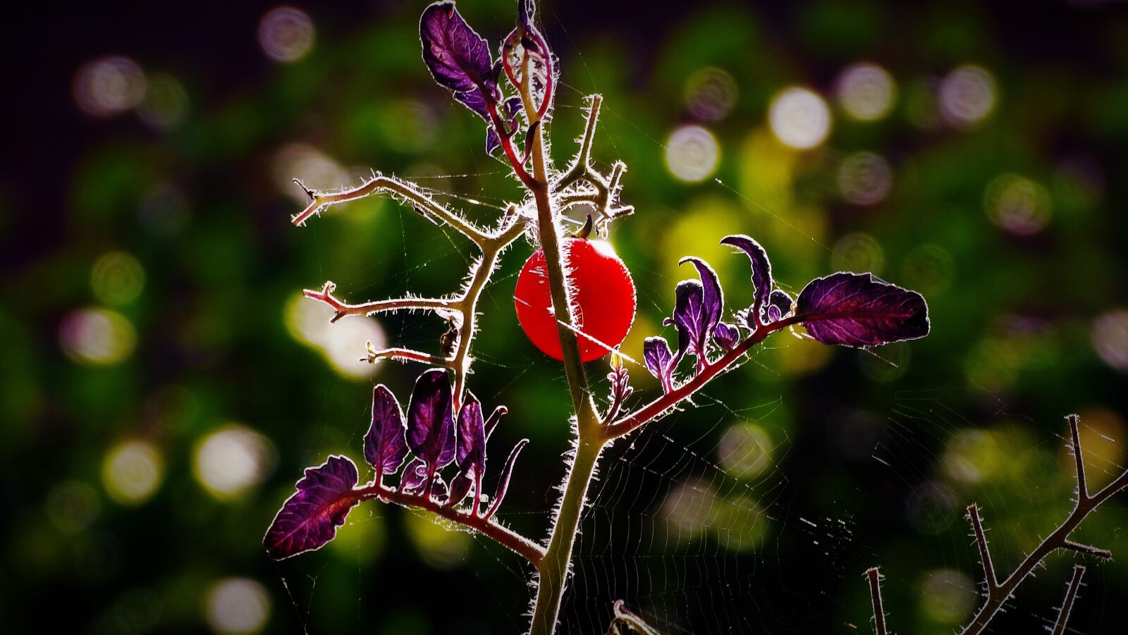 Sony Cyber-shot DSC-HX300 sample photo. Tomatoes, harvest, vegetables photography