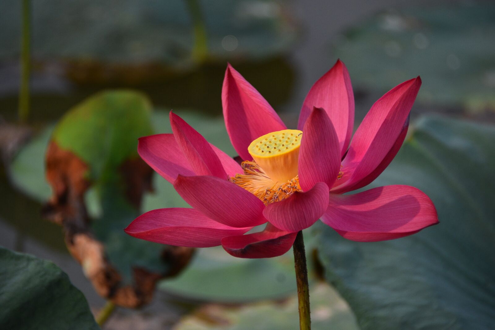 Nikon D7200 sample photo. Flower, lotus, petals photography