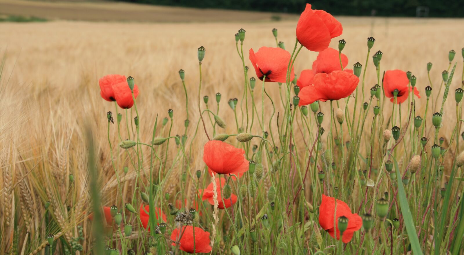 Canon EOS 400D (EOS Digital Rebel XTi / EOS Kiss Digital X) sample photo. Poppy, field, nature photography