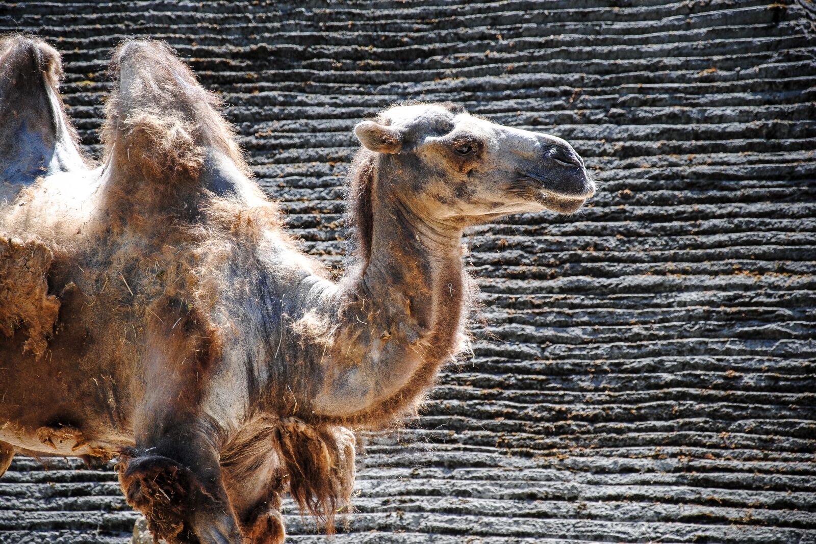 Nikon D3000 sample photo. Camel, wildlife, animal photography