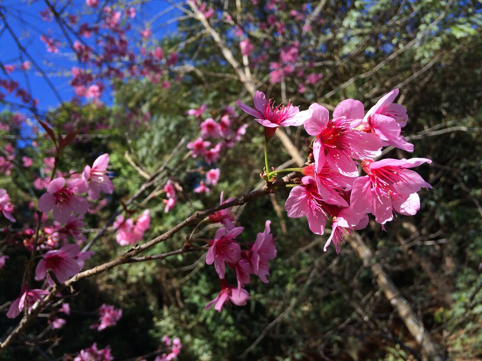 iPhone 5s back camera 4.15mm f/2.2 sample photo. Flowers, beautiful, sakurai photography