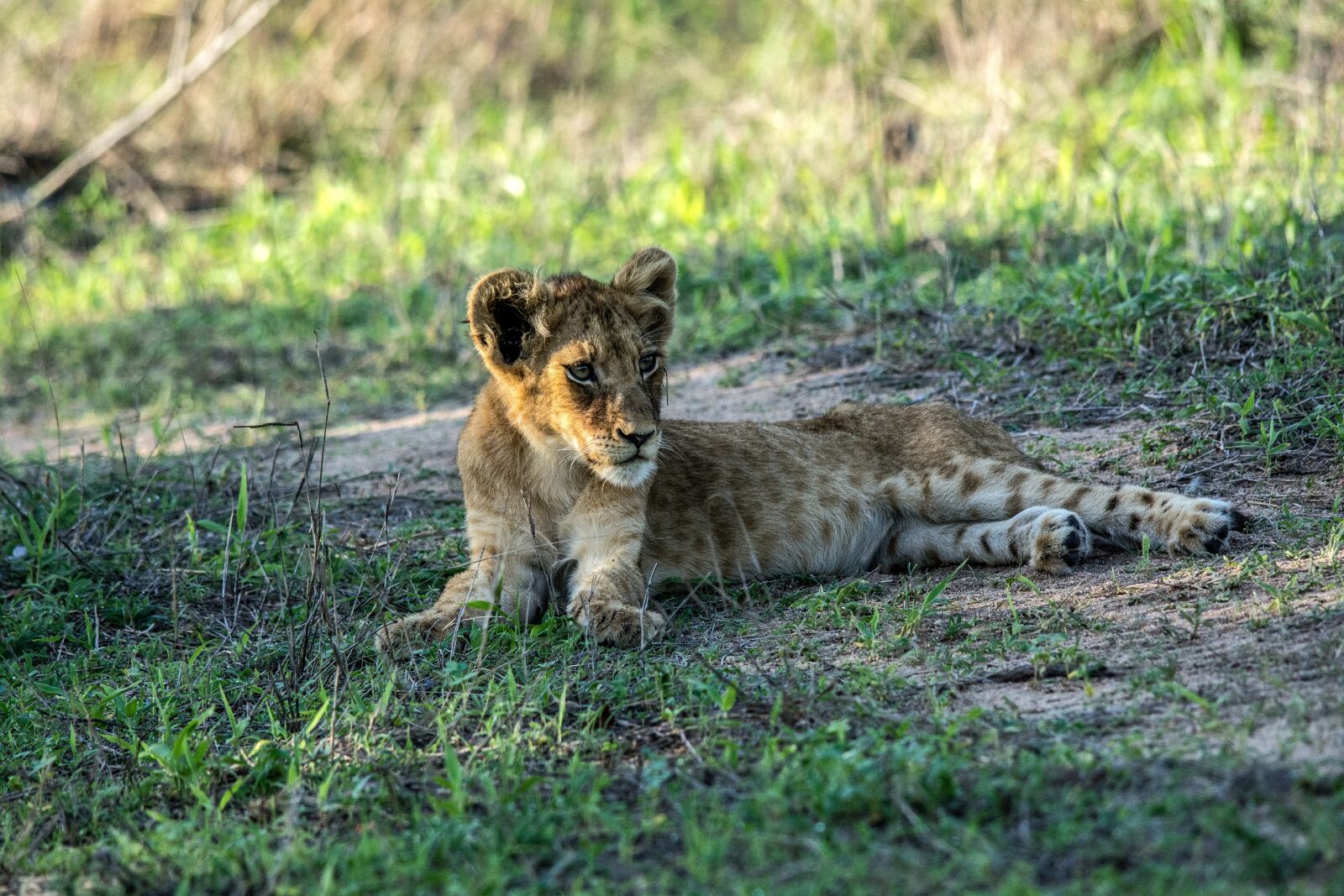 Nikon D7100 sample photo. Lion, big cats, predator photography