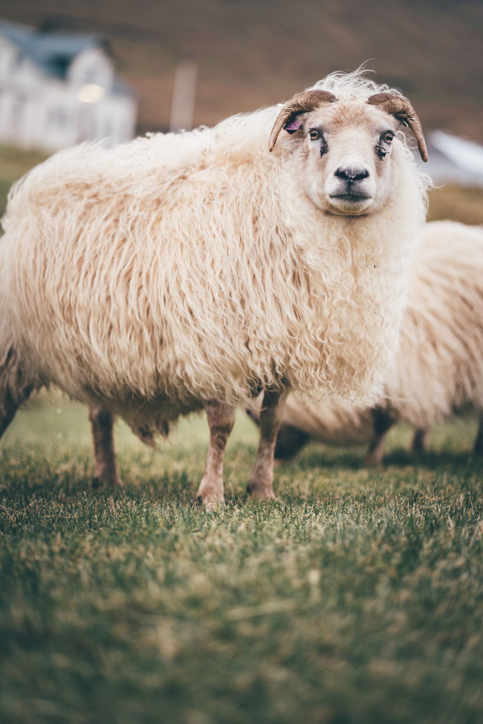 Sony a7R III sample photo. Travel, photography, winter photography