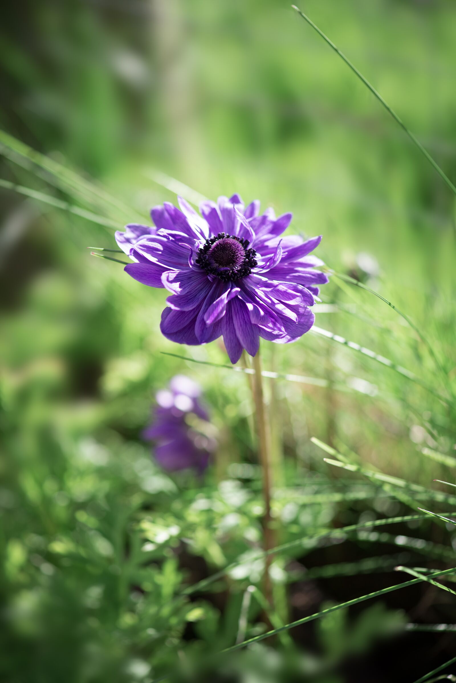 Nikon D750 sample photo. Anemone, flower, purple photography