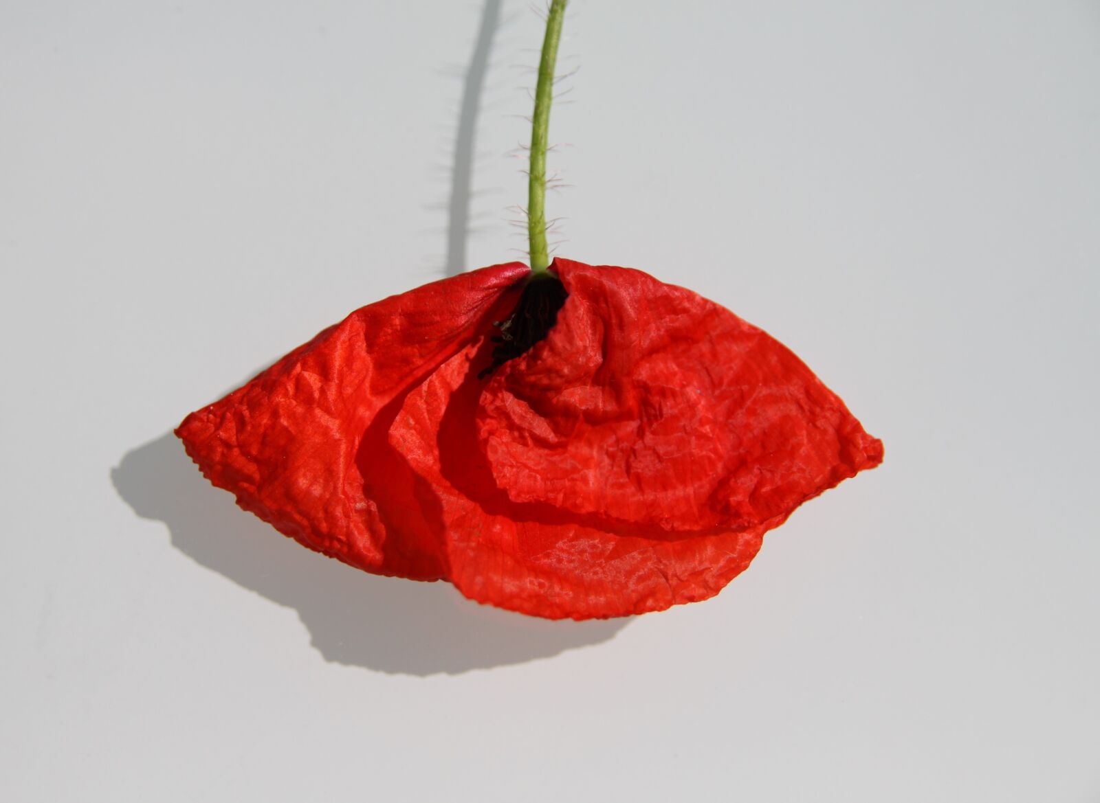 Canon EOS 50D sample photo. Poppy, red, conceptual photography