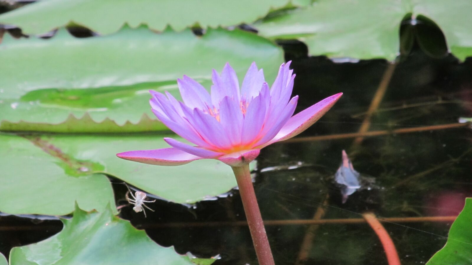 Canon PowerShot SX130 IS sample photo. Lotus, kamal, india photography