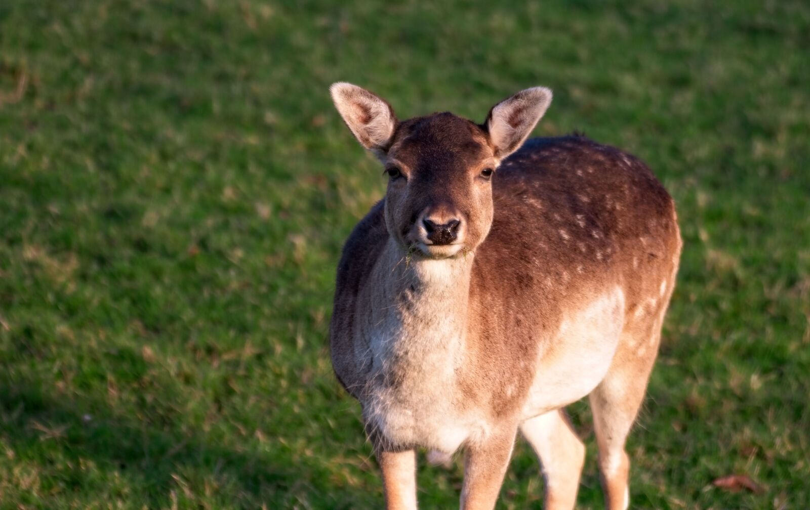 Canon EOS 70D sample photo. Deer, fallow deer, animal photography