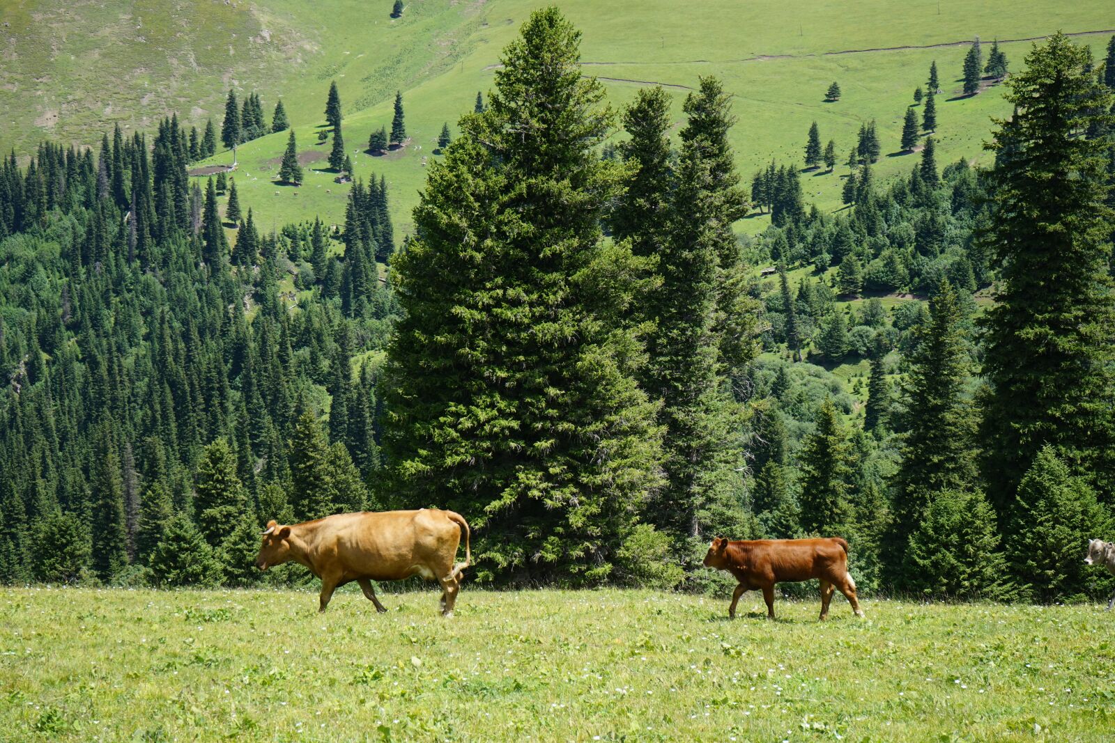 Sony a7 II + Sony FE 28-70mm F3.5-5.6 OSS sample photo. Pine tree, cow, grassland photography