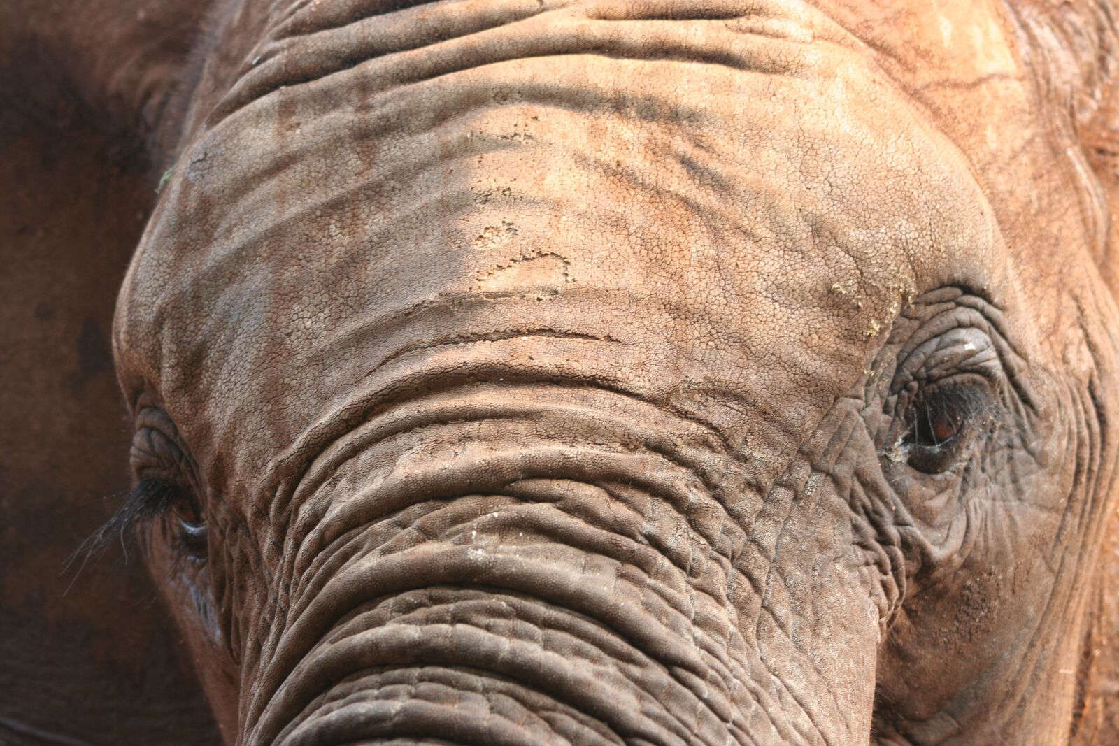 Canon EOS 350D (EOS Digital Rebel XT / EOS Kiss Digital N) sample photo. Elephant, mammal, nature photography
