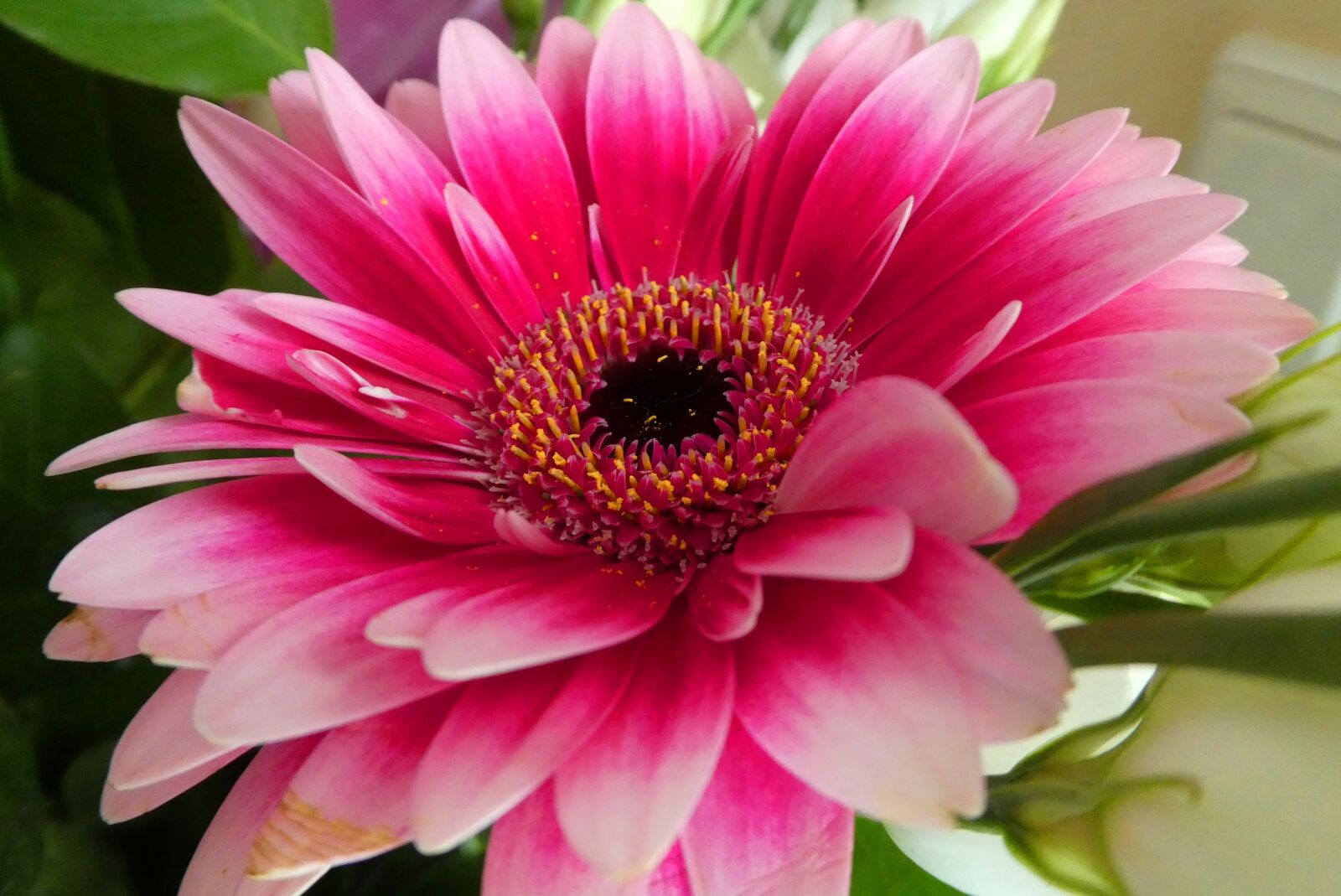 Panasonic Lumix DC-ZS70 (Lumix DC-TZ90) sample photo. Gerbera, flower, vegetable photography