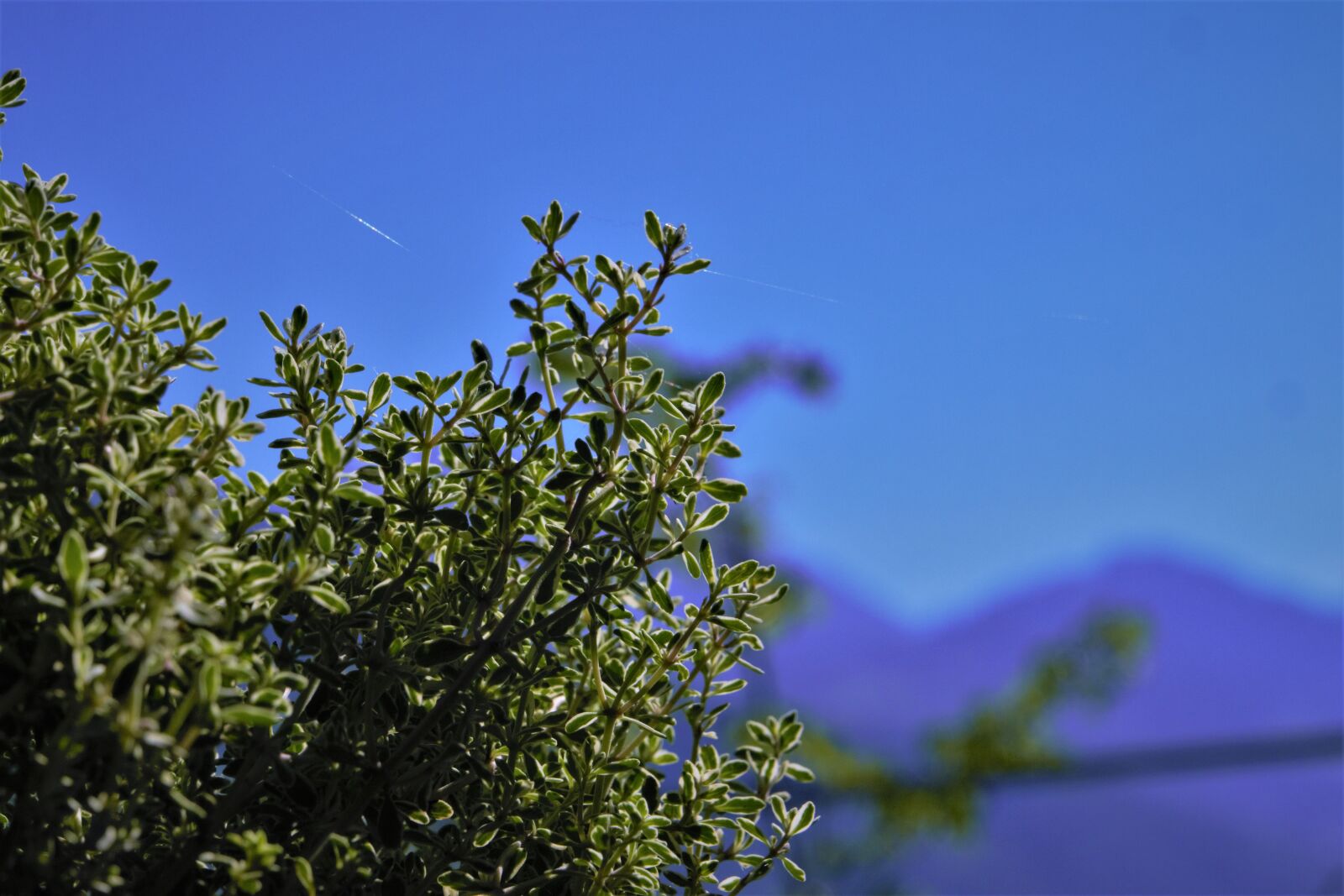 Panasonic Lumix DMC-GH2 sample photo. Nature, bush, plant photography