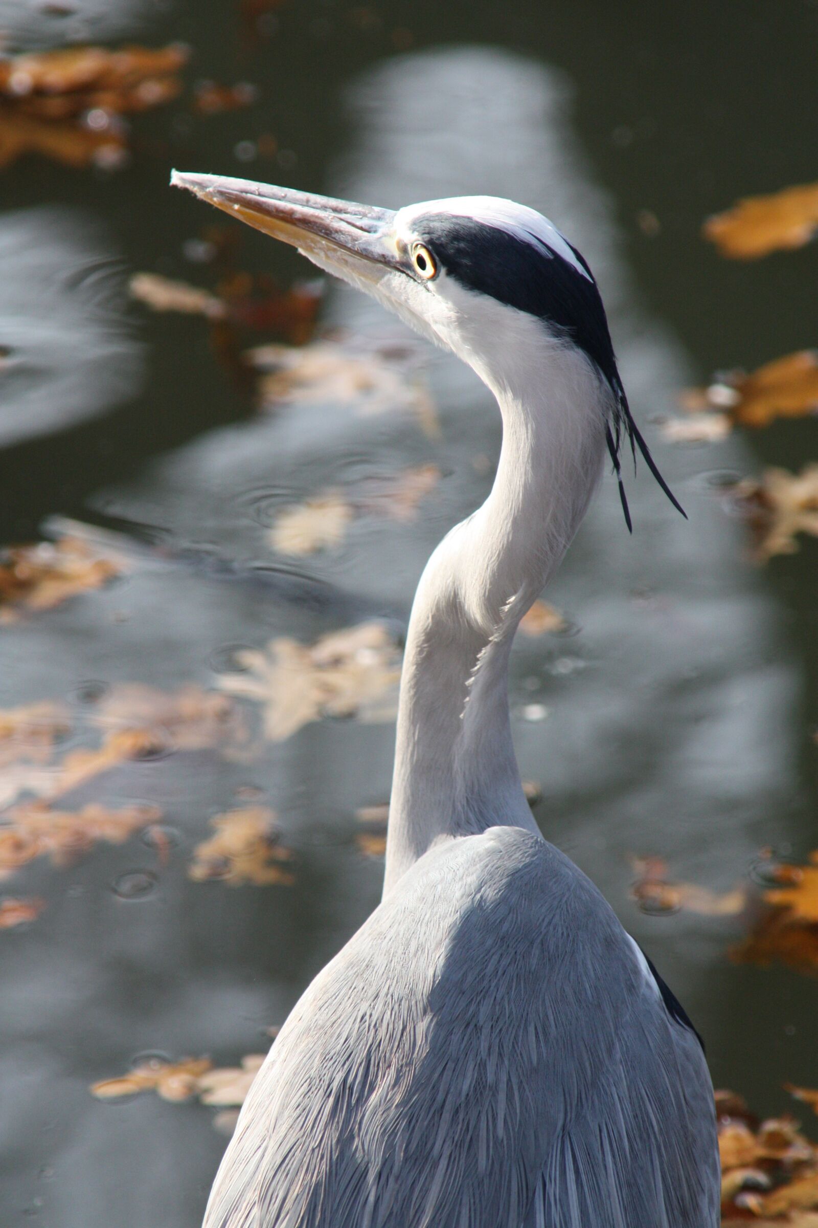 Canon EOS 450D (EOS Rebel XSi / EOS Kiss X2) sample photo. Grey heron, heron, bird photography