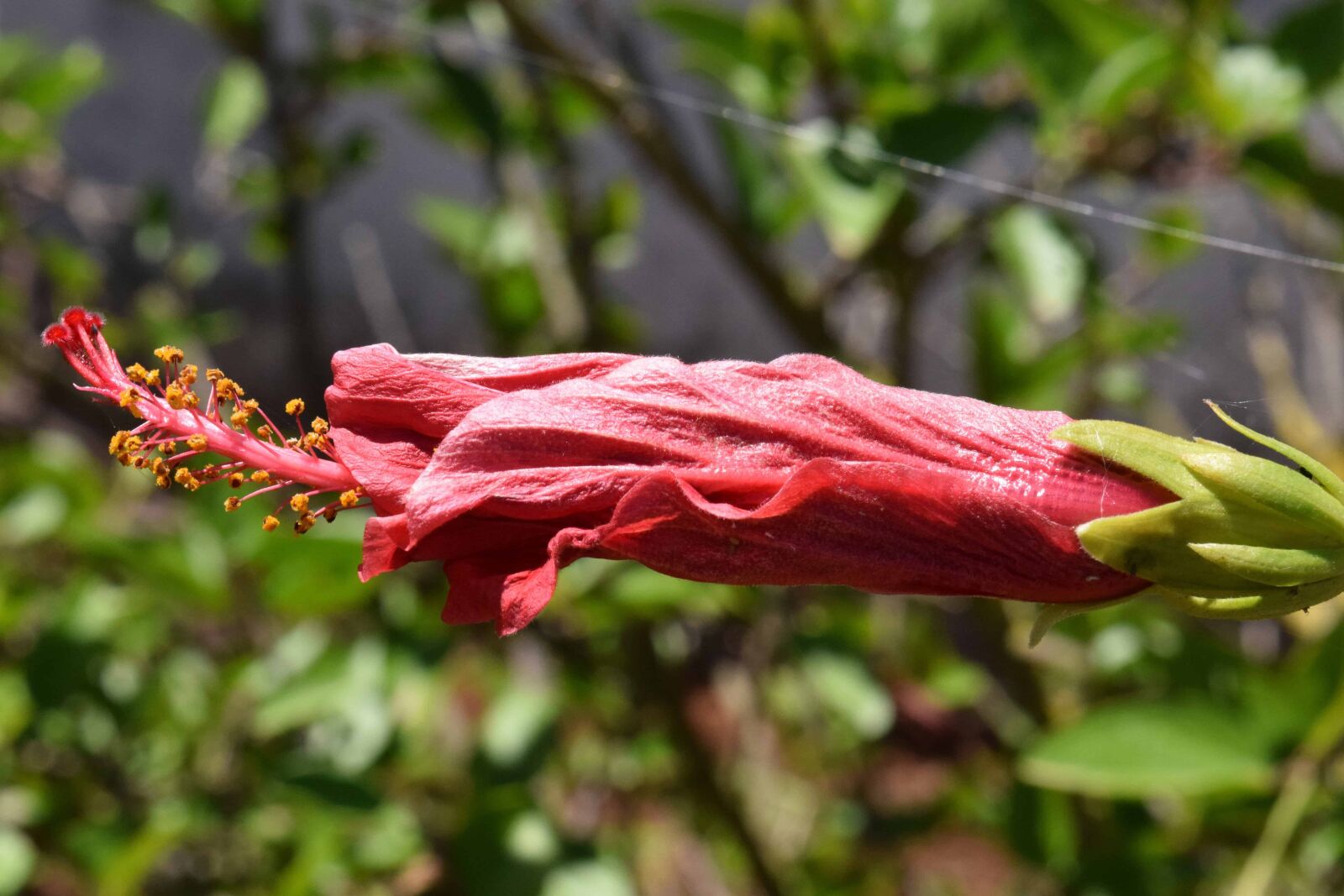 Nikon D3300 sample photo. Hibiscus, flower, nature, leaf photography