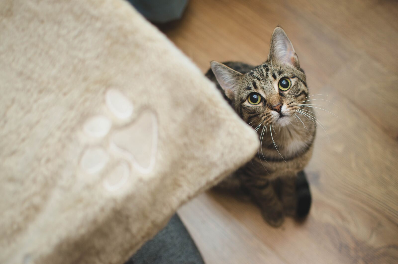 Nikon D7000 sample photo. Cat, kitten, bury cat photography