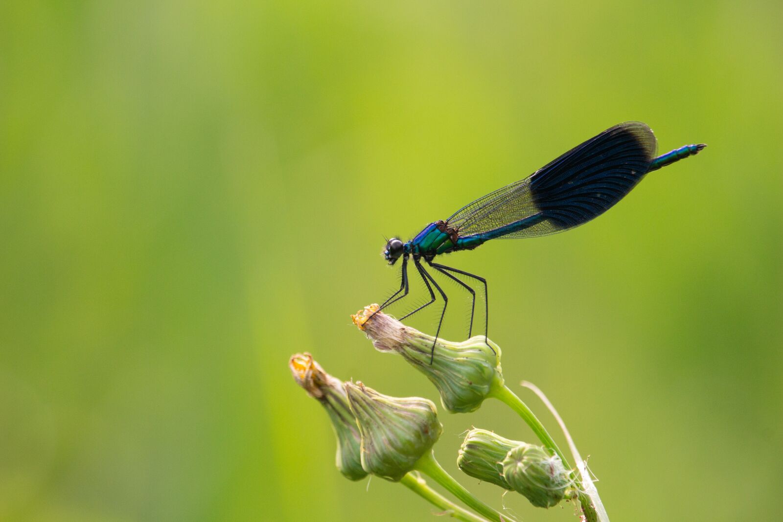 Canon EOS 100D (EOS Rebel SL1 / EOS Kiss X7) sample photo. Dragonfly, macro, nature photography