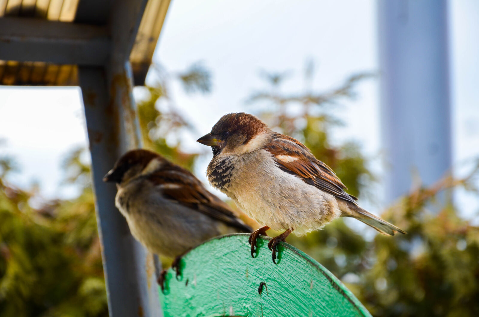 Nikon D5100 sample photo
