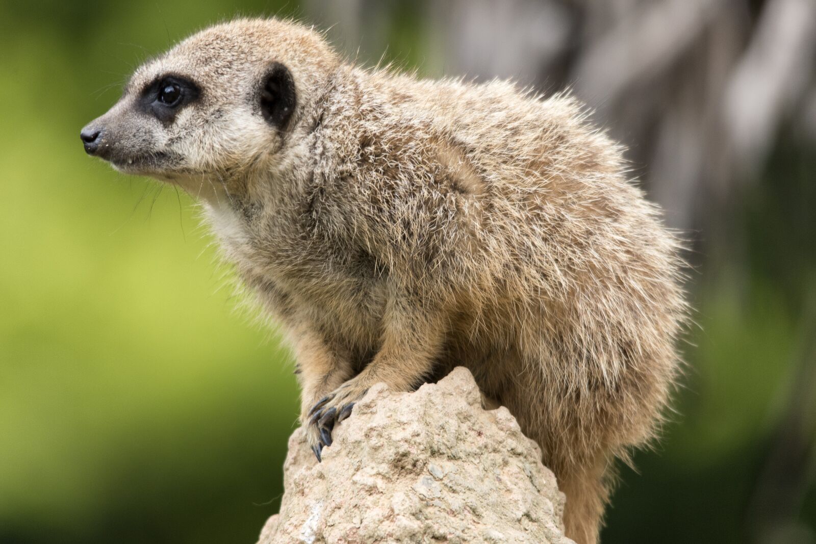 Nikon D5600 sample photo. Suricate, animal, nature photography