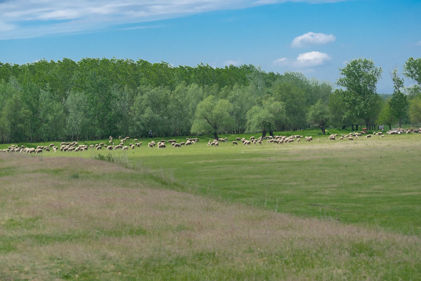 Nikon D3300 sample photo. Sheep, flock, nature photography