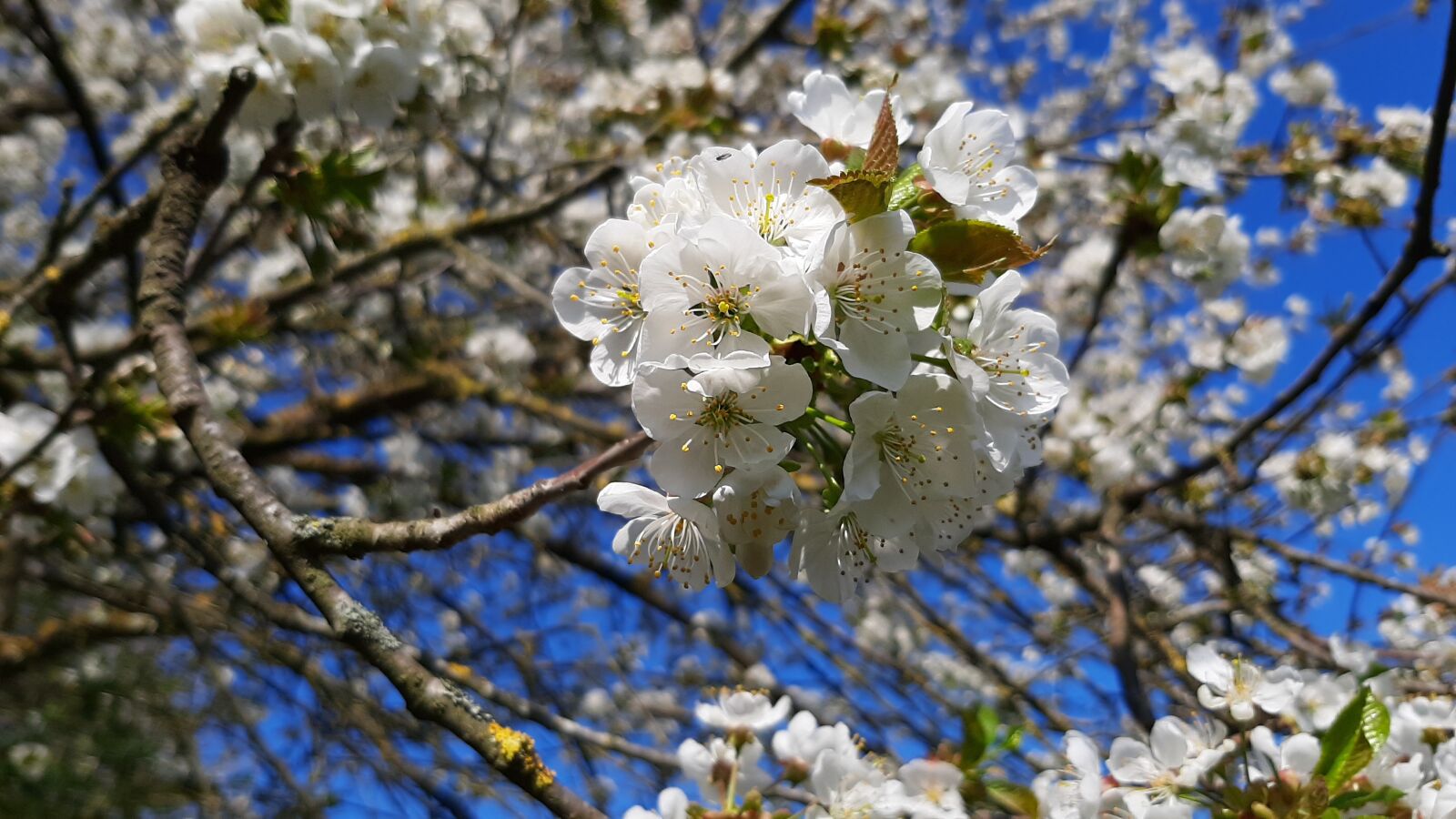 Samsung Galaxy A50 sample photo. Flowers, tree, orchard photography