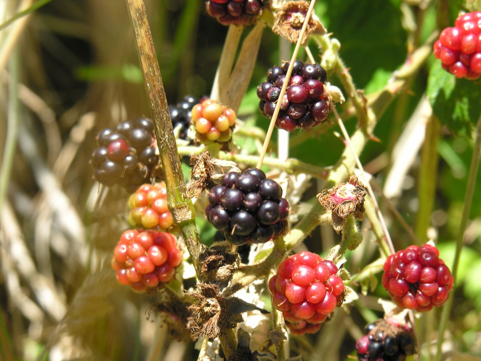 Nikon E8800 sample photo. Blackberries, wild, nature photography