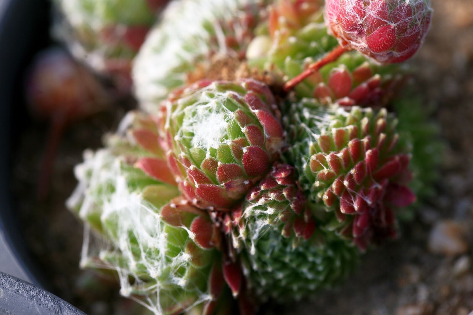 Canon EOS 5D sample photo. A fleshy plant, fleshy photography