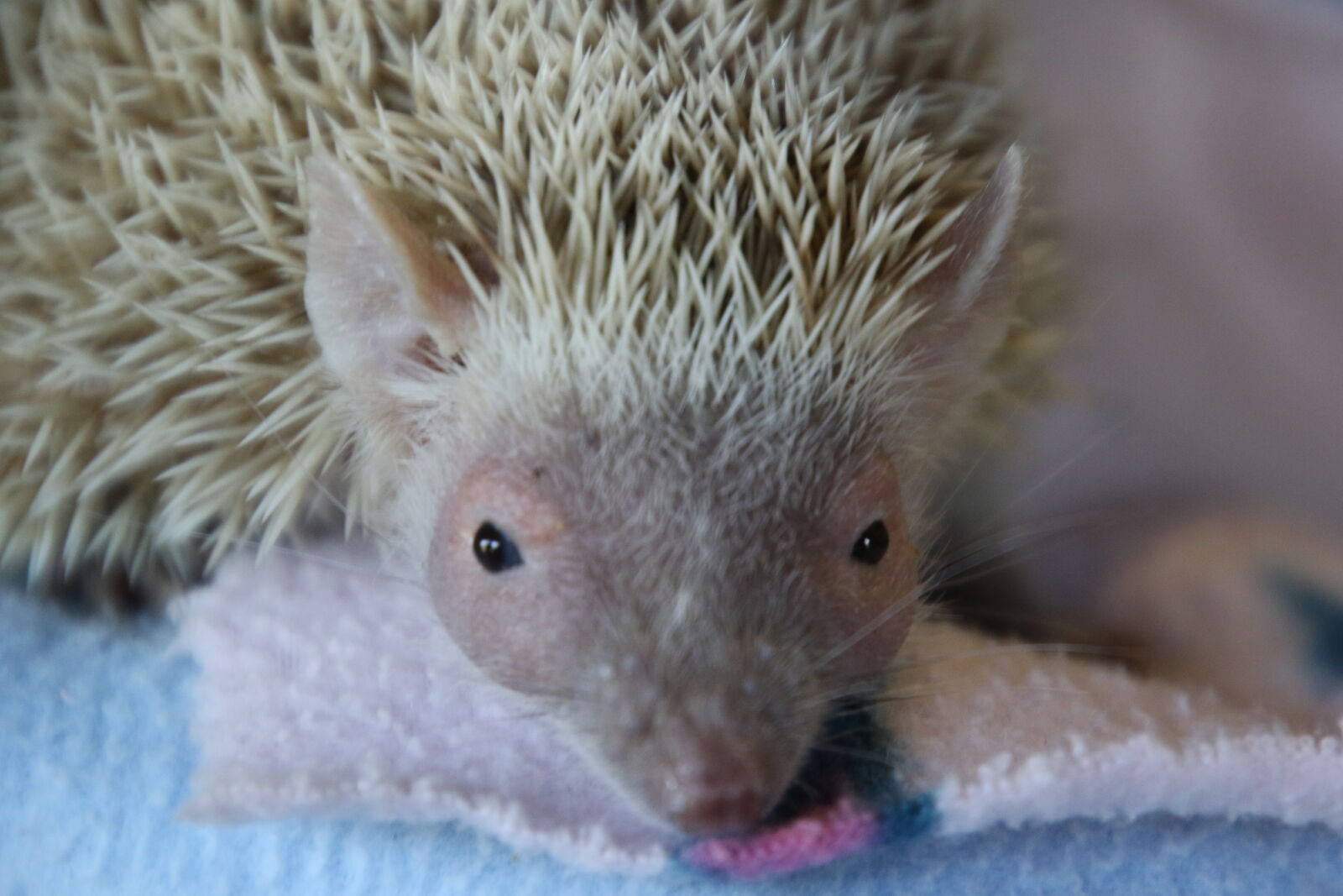Canon EOS 7D Mark II sample photo. Animal, baby, blanket, eyes photography