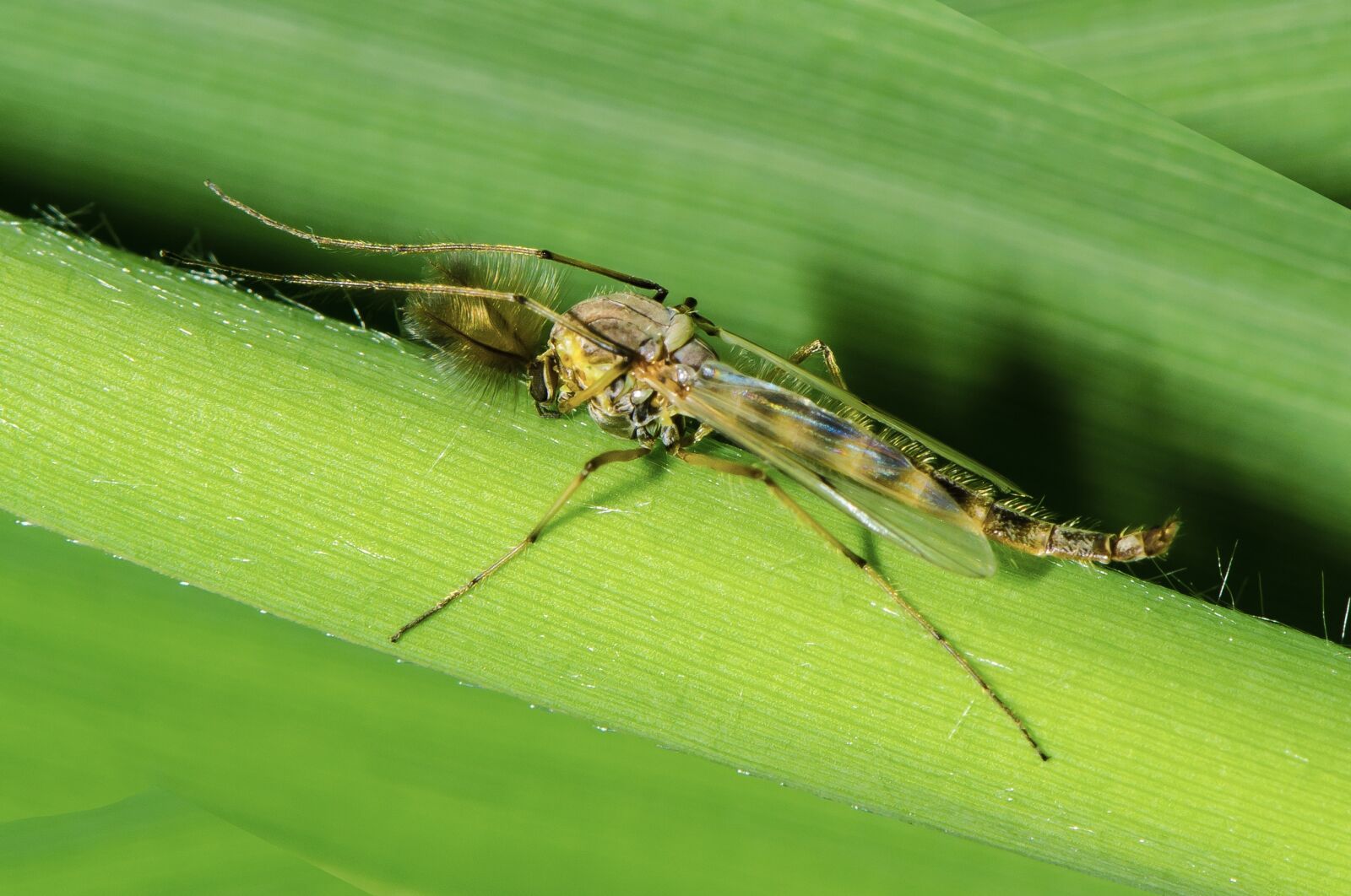 Nikon D7000 sample photo. Midge, sting, insect photography